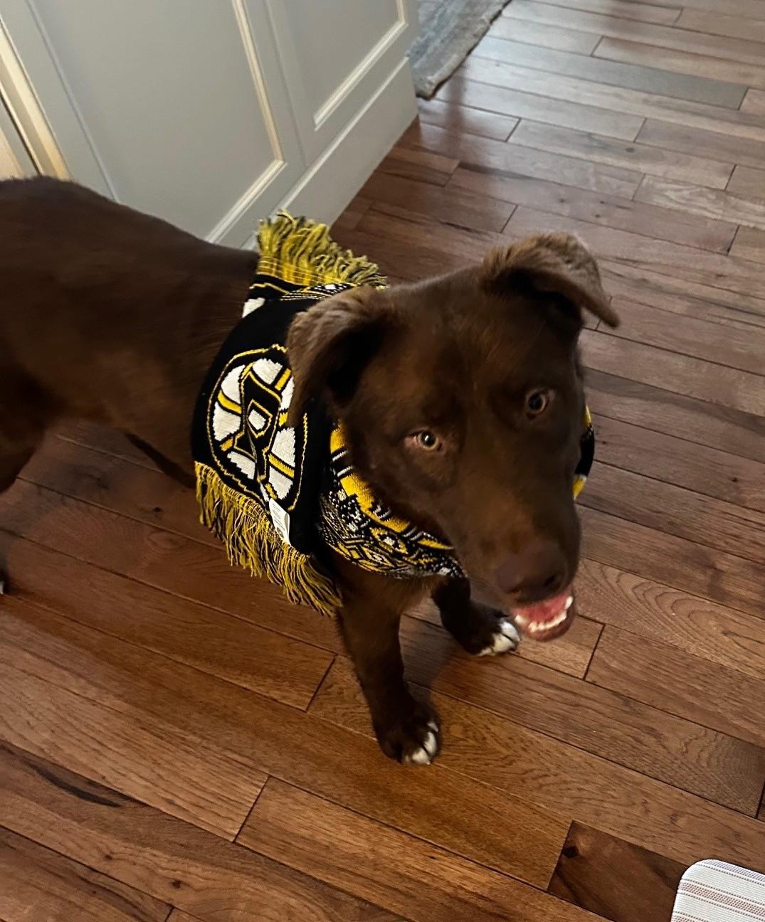 Enlarge Arlo ~ Local Guy, an adopted mixed breed in Andover, MA image 4/6