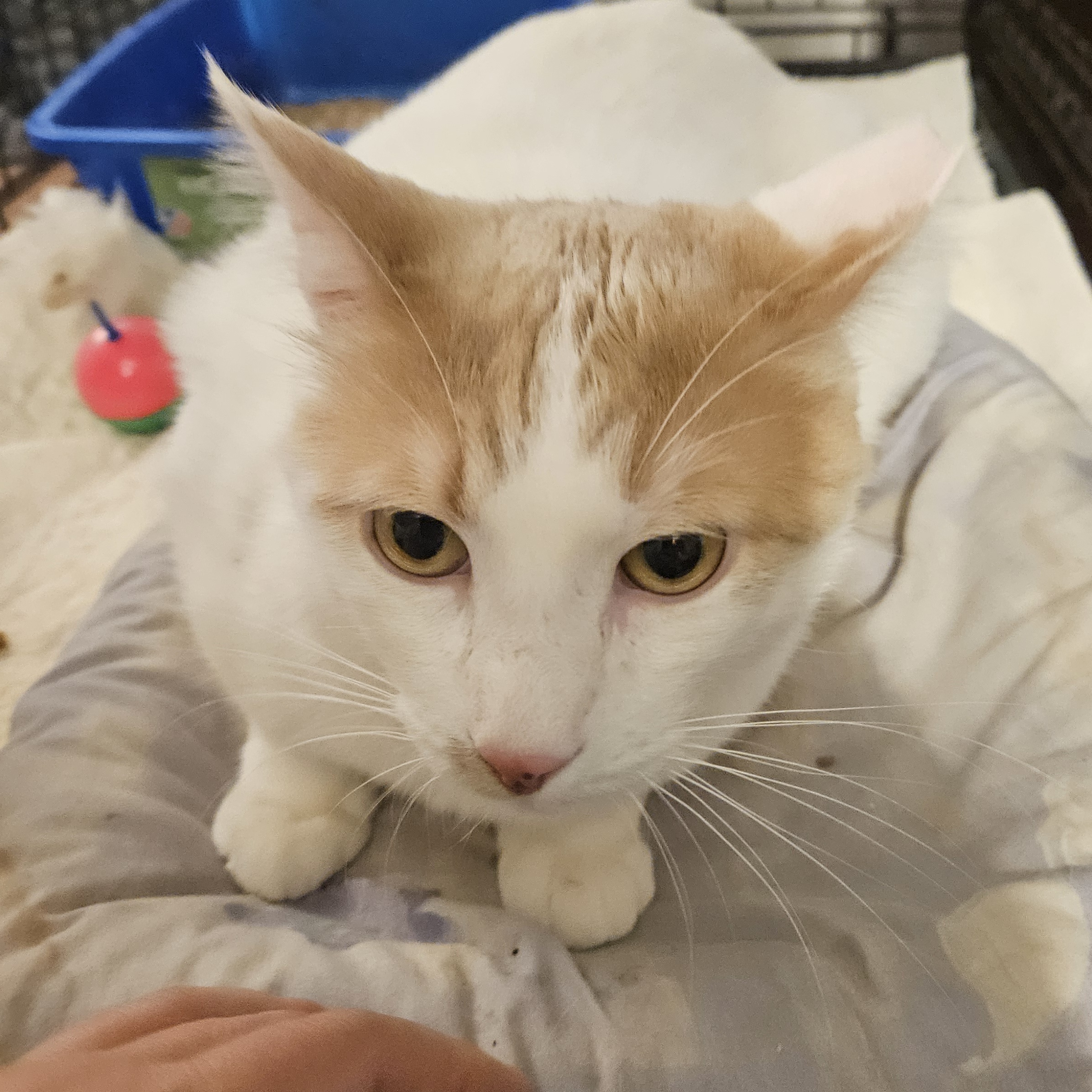 Enlarge Bianco - Gentle and Playful, a Adoptable Domestic Short Hair in New York, NY image 5/6