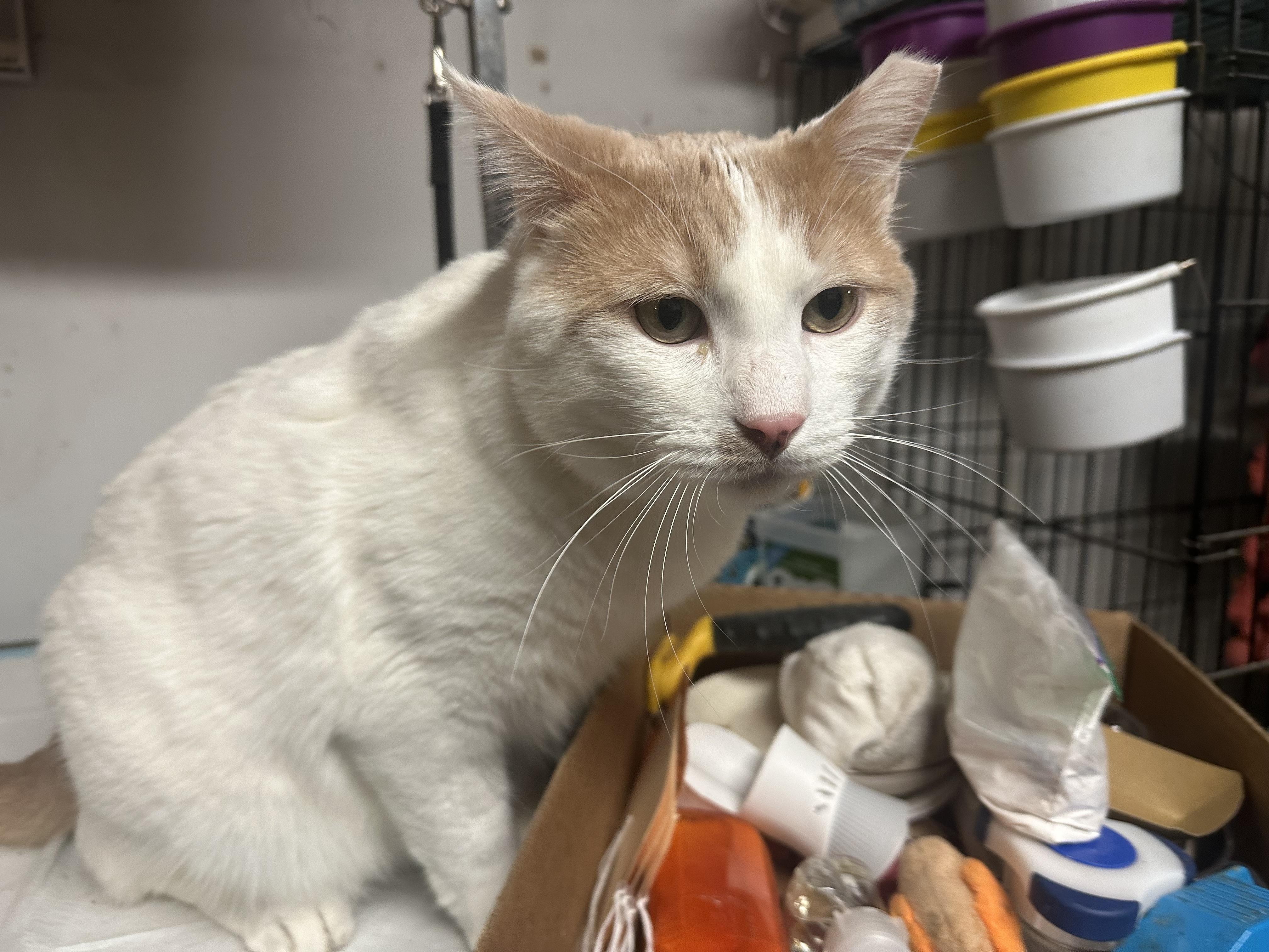 Enlarge Bianco - Gentle and Playful, a Adoptable Domestic Short Hair in New York, NY image 1/6