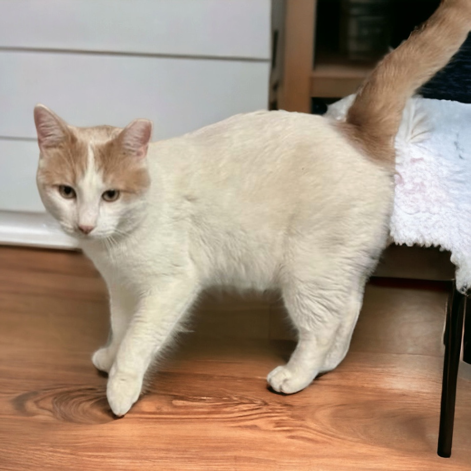 Enlarge Bianco - Gentle and Playful, a Adoptable Domestic Short Hair in New York, NY image 6/6