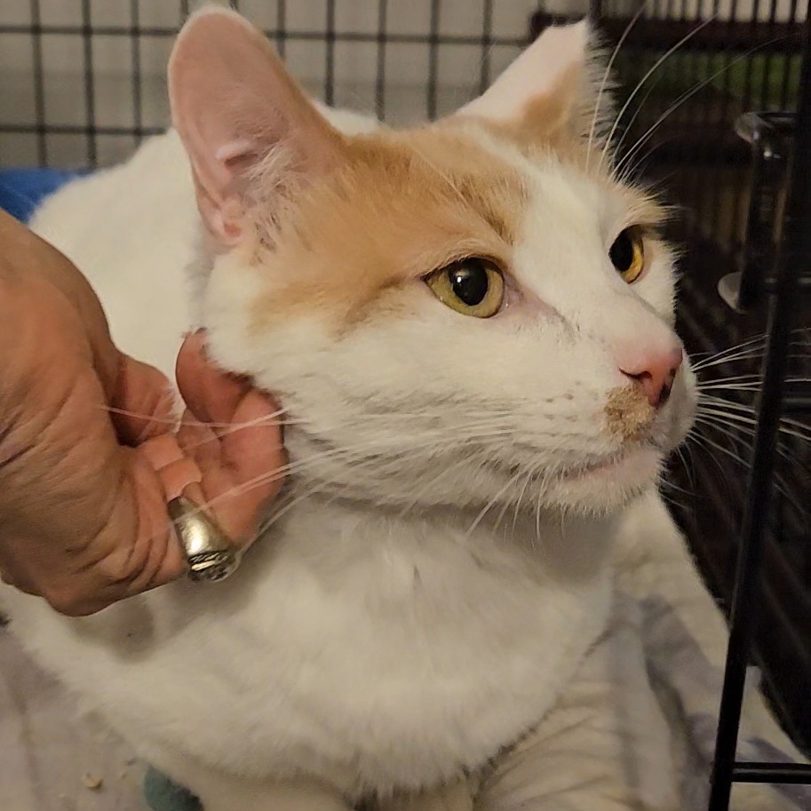 Enlarge Bianco - Gentle and Playful, a Adoptable Domestic Short Hair in New York, NY image 4/6