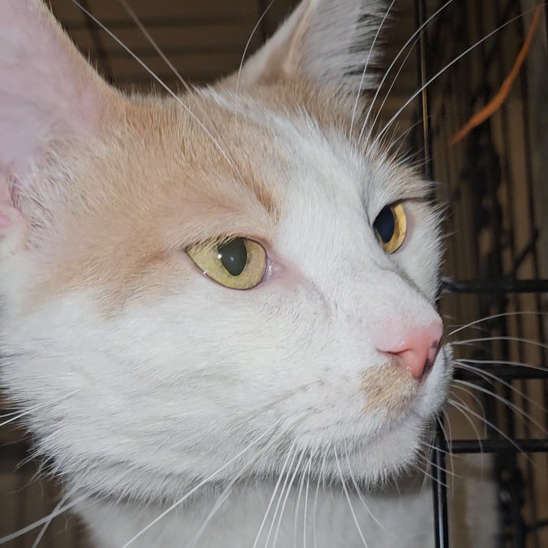 Bianco - Gentle and Playful, Adoptable, Adult Male Domestic Short Hair.