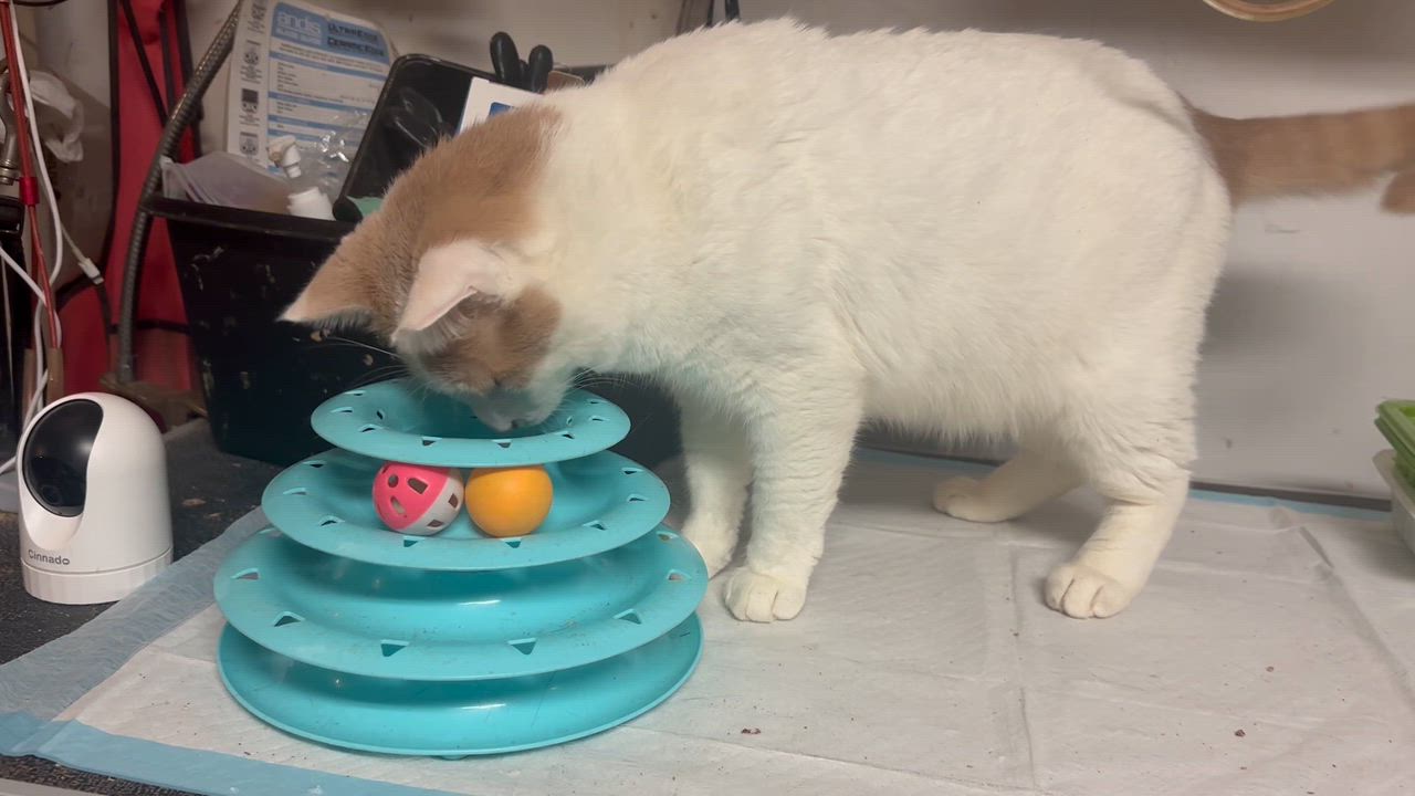 Enlarge Bianco - Gentle and Playful, a Adoptable Domestic Short Hair in New York, NY video 3/6