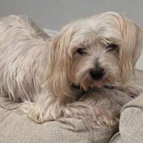 Enlarge Gucci, a Adoptable mixed breed in Boca Raton, FL image 4/6