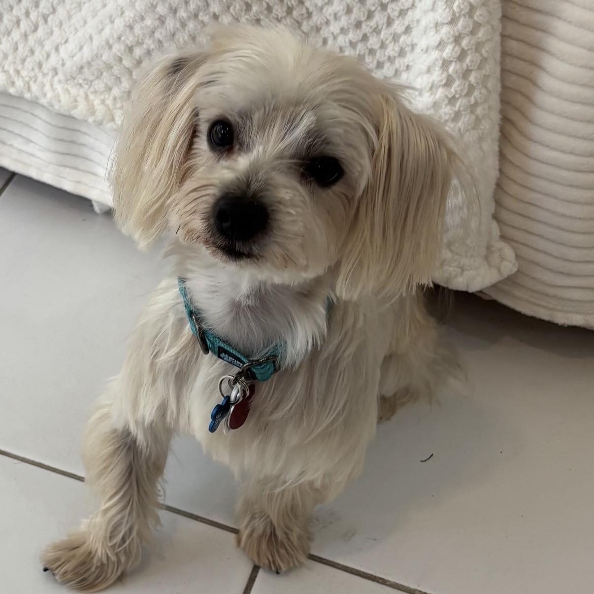 Enlarge Gucci, a Adoptable mixed breed in Boca Raton, FL image 1/6