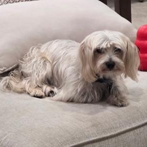 Enlarge Gucci, a Adoptable mixed breed in Boca Raton, FL image 6/6