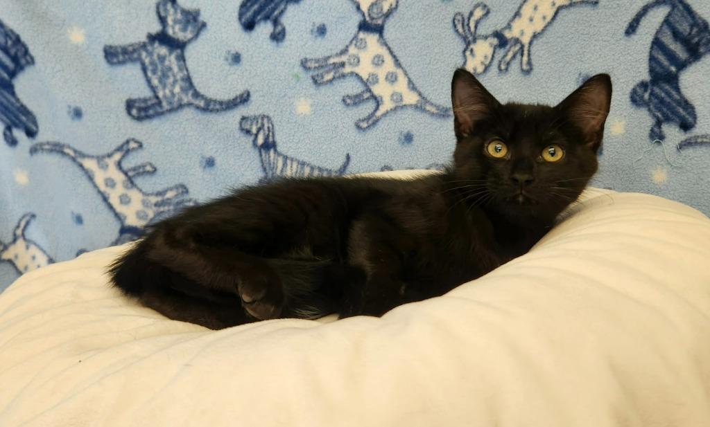 Enlarge Reese, an adopted Domestic Medium Hair in Benld, IL image 1/1