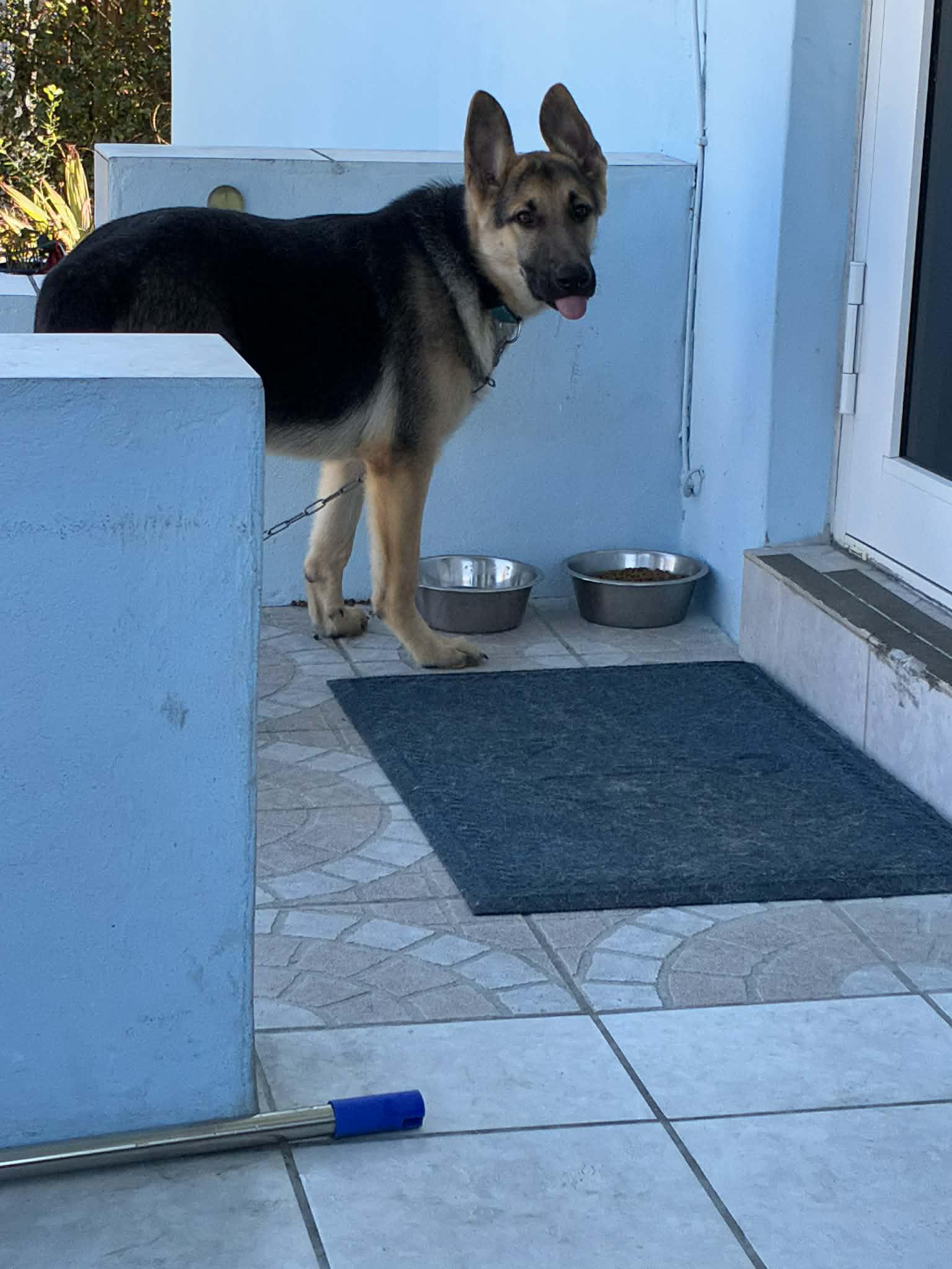 Rambo 3057, Adopted, Young Male German Shepherd Dog.