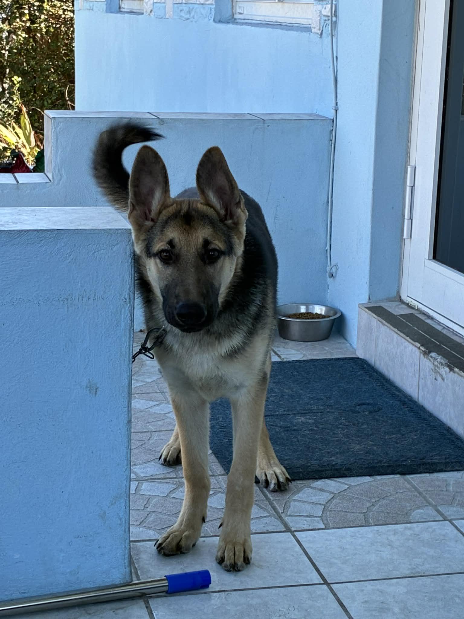 Enlarge Rambo 3057, a Adopted German Shepherd Dog in Pompano Beach, FL image 3/3