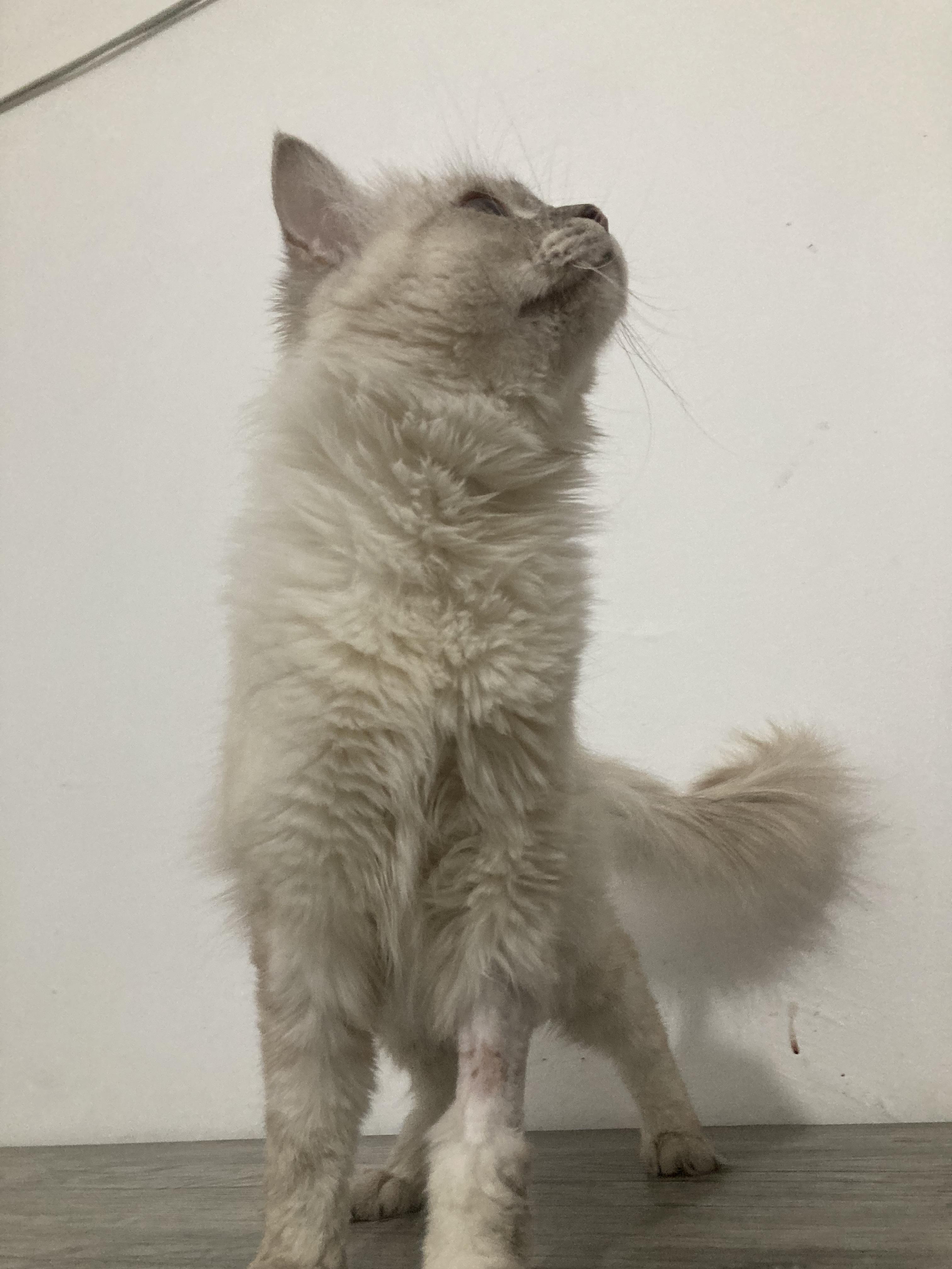 Zoey, ADOPTABLE, Young Female Ragdoll.