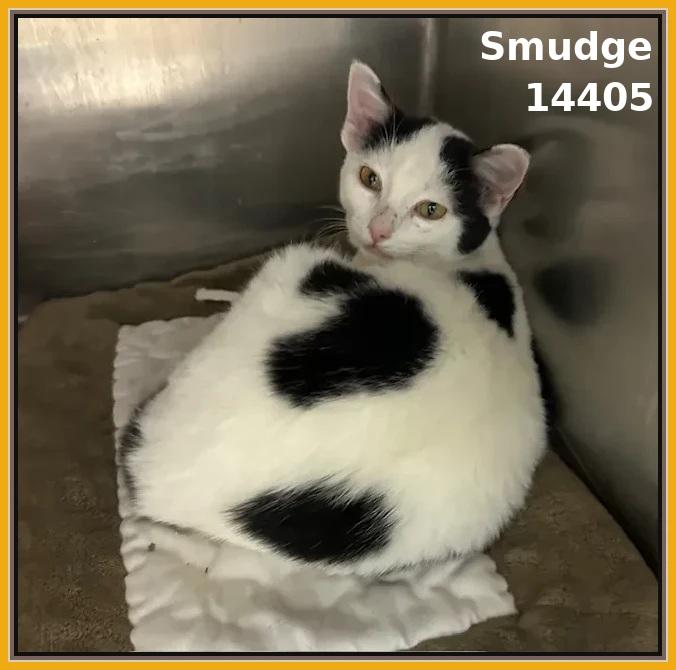SMUDGE