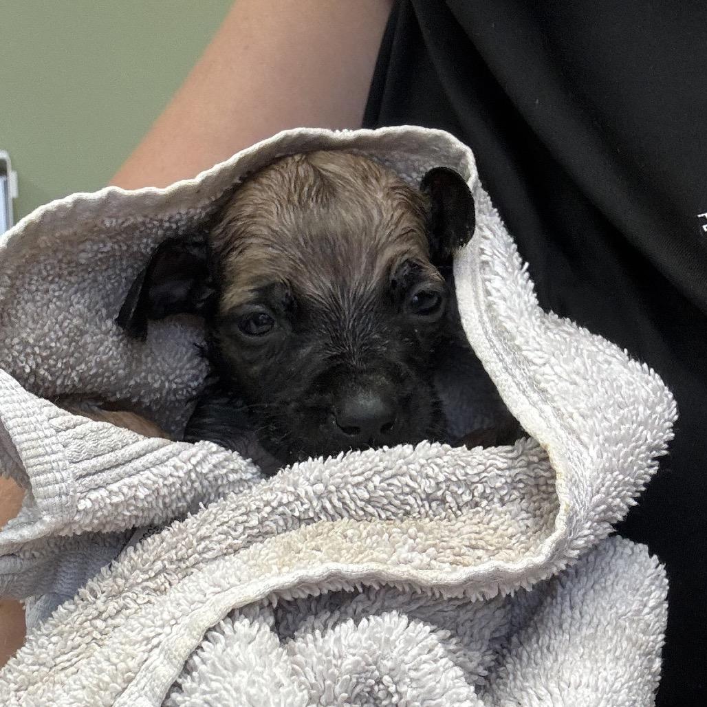 Enlarge Runt, a Adoptable mixed breed in Springboro, OH image 1/1