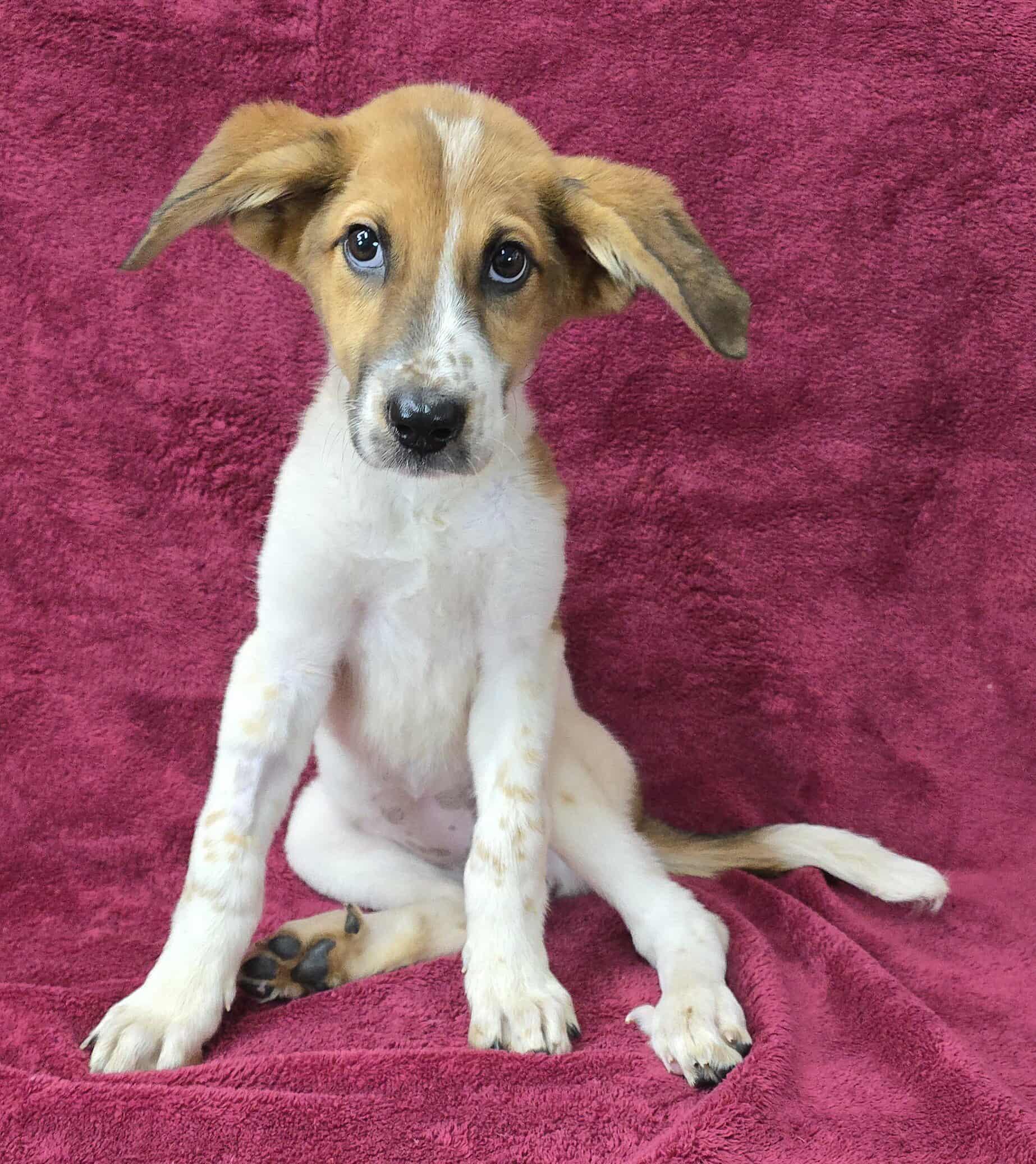 Meet Modern Girl a 4 month old 12 pound as of 722 adorable Hound mix She is great with other