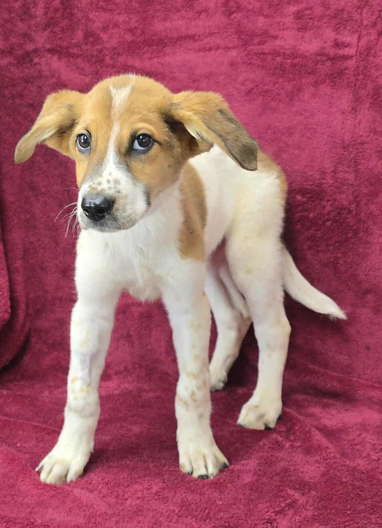 Modern Girl *foster needed*