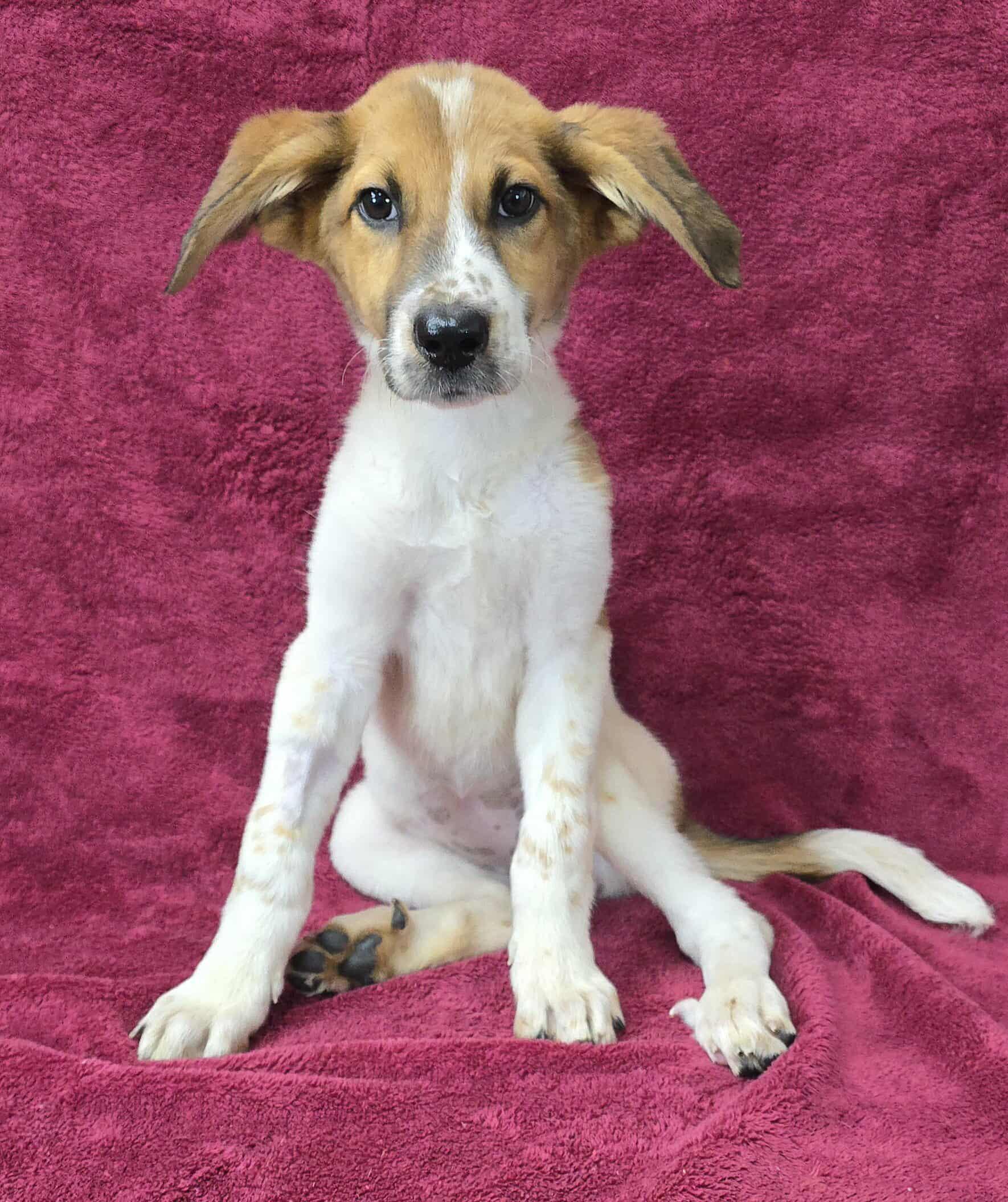 Modern Girl *foster needed*