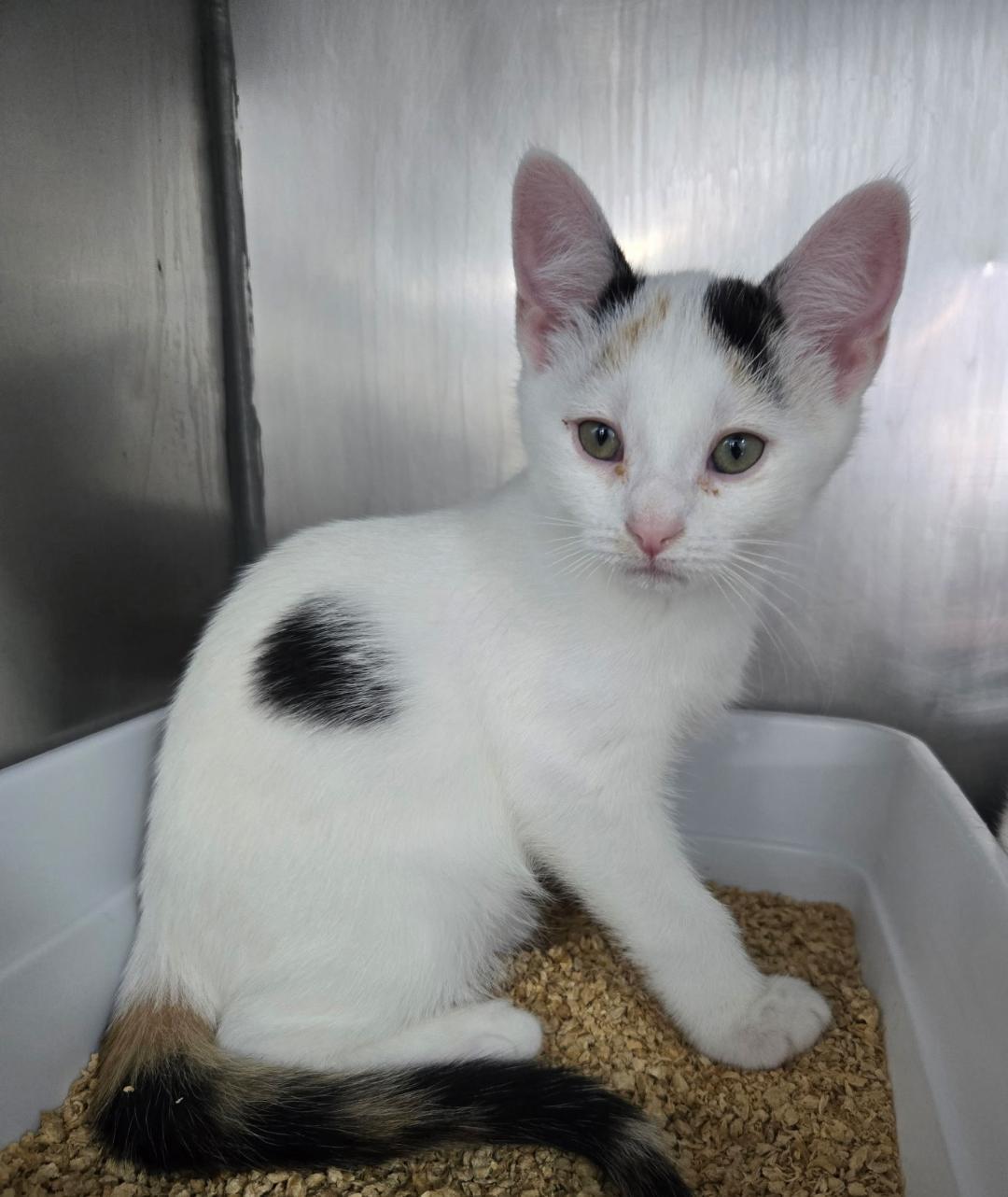 Patsy CLine, ADOPTABLE, Kitten Female Domestic Short Hair.
