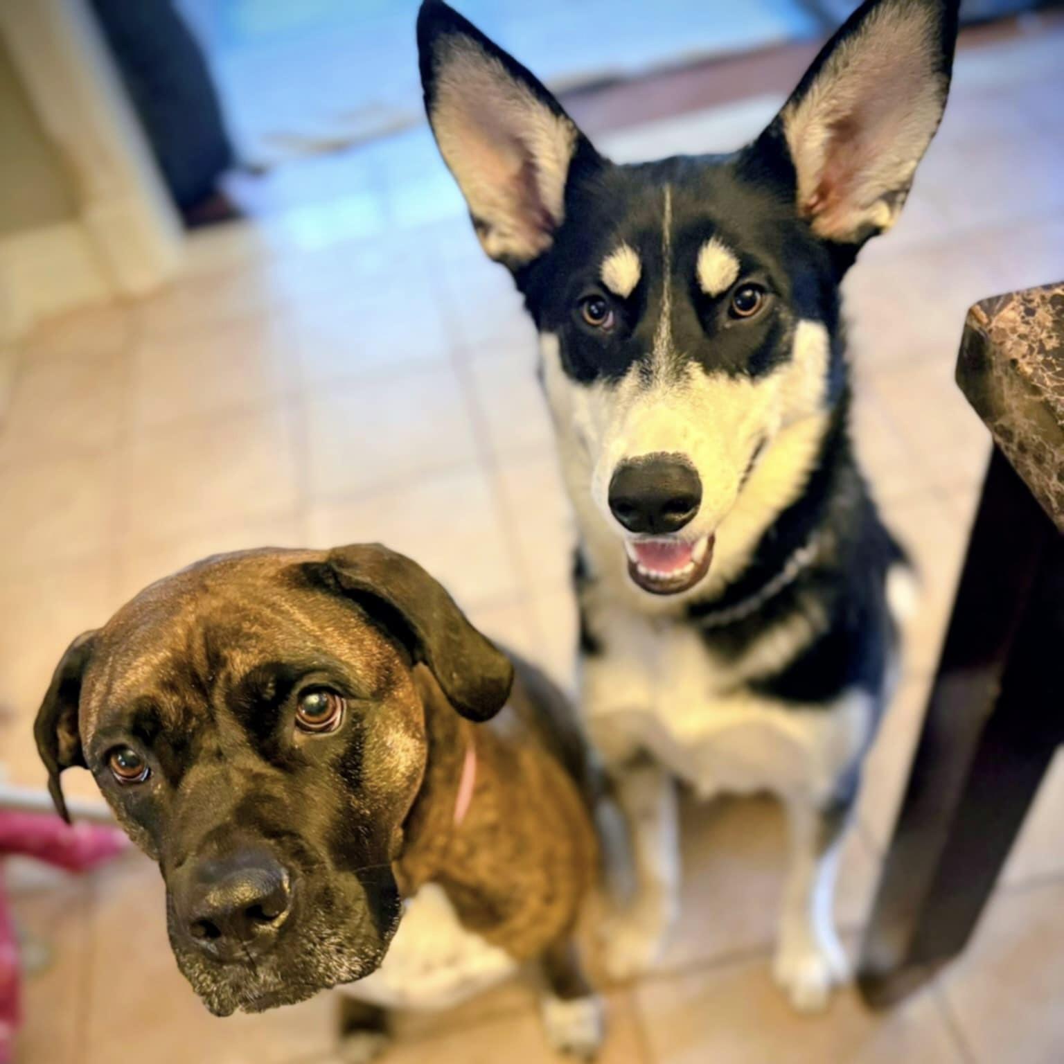 Maskawi (20250702-04)