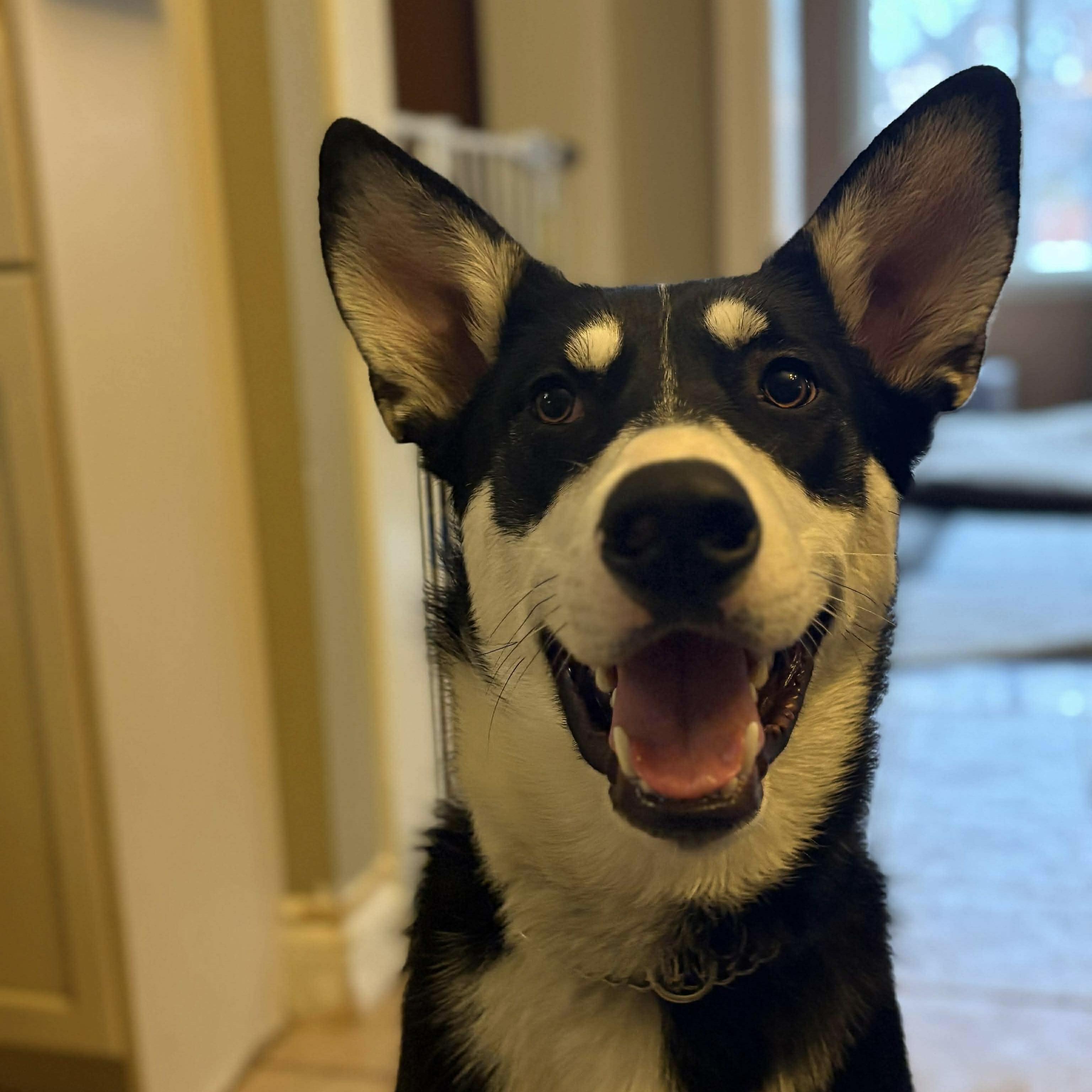 Maskawi (20250702-04) — thumbnail 2