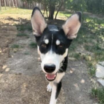 Maskawi (20250702-04)