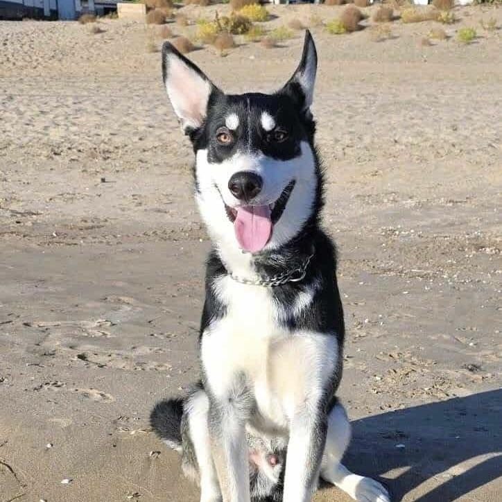 Maskawi (20250702-04)