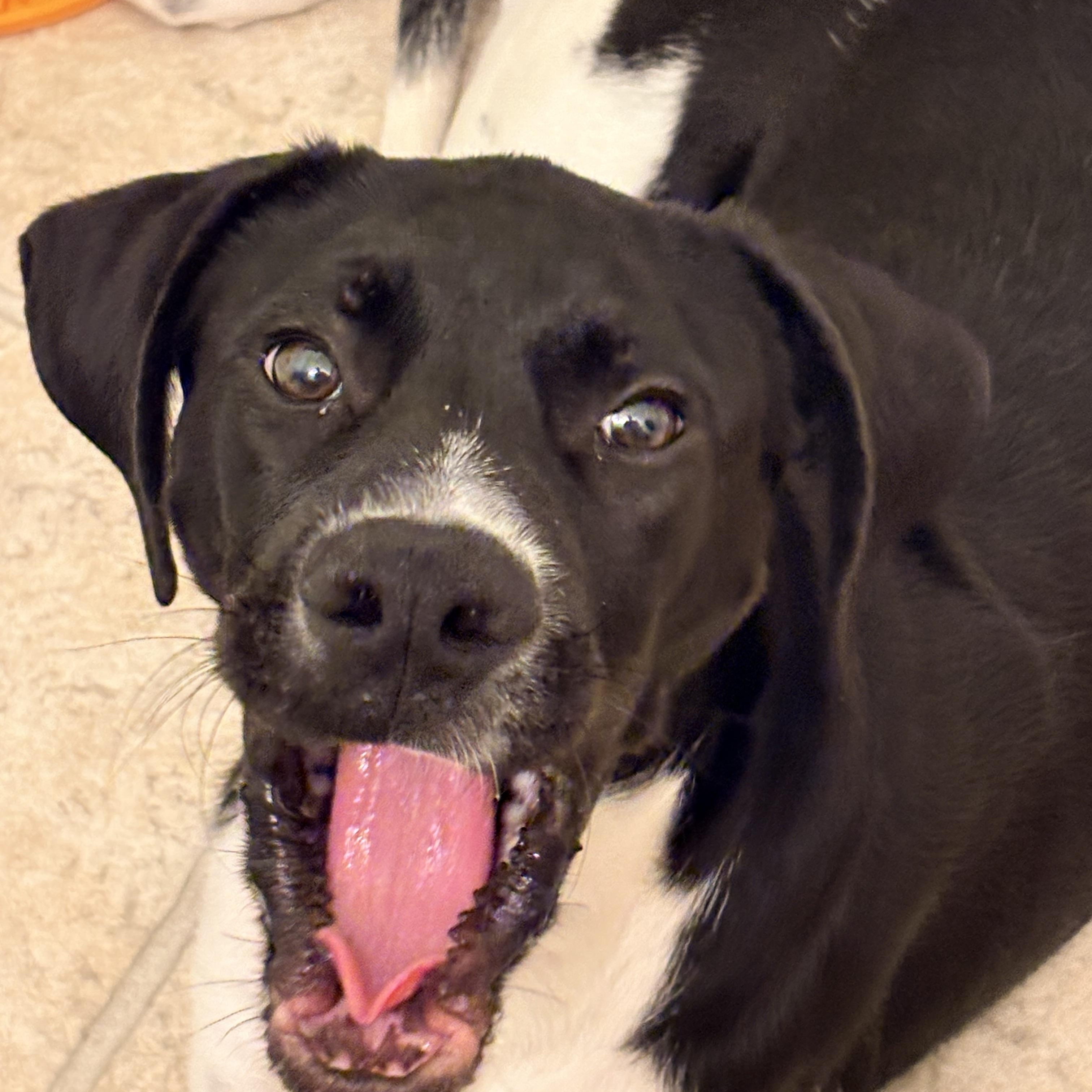 Enlarge Mike, a Adoptable mixed breed in Louisville, KY image 4/6