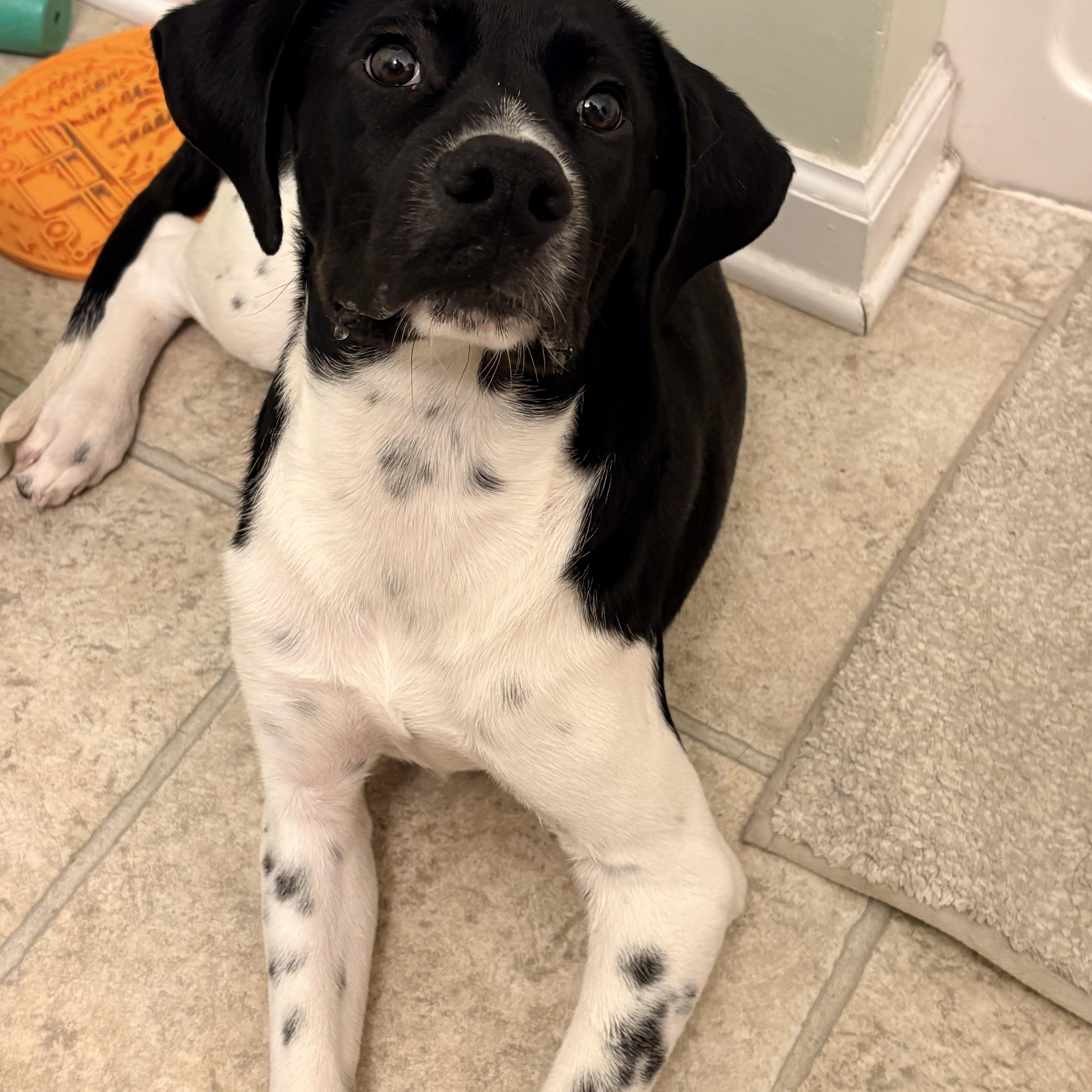 Enlarge Mike, a Adoptable mixed breed in Louisville, KY image 5/6