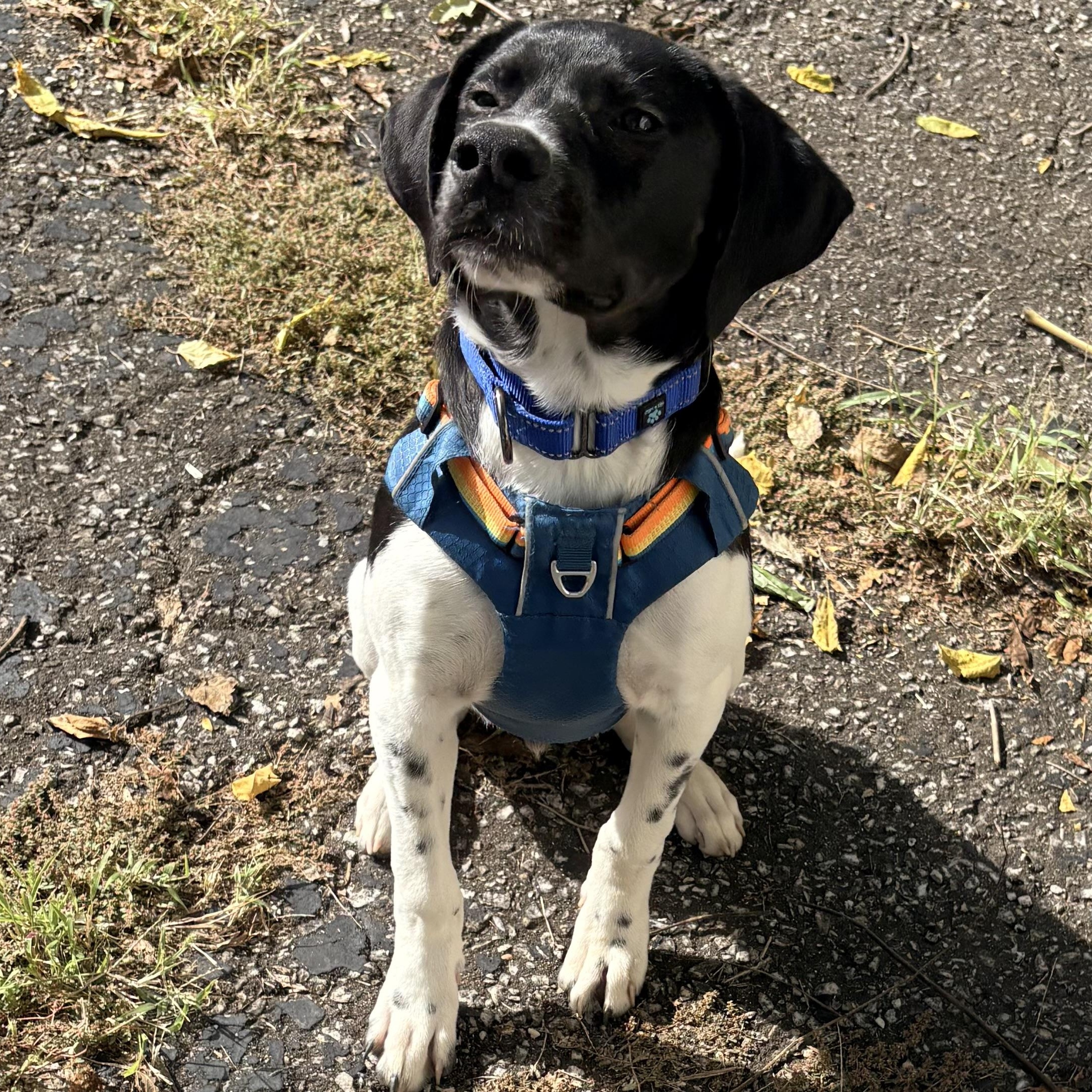 Enlarge Mike, a Adoptable mixed breed in Louisville, KY image 1/6