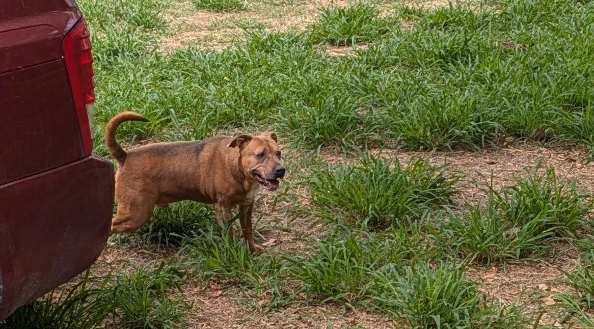 Leo- Sebastian, a Adoptable mixed breed in Orange Grove, TX image 1/3