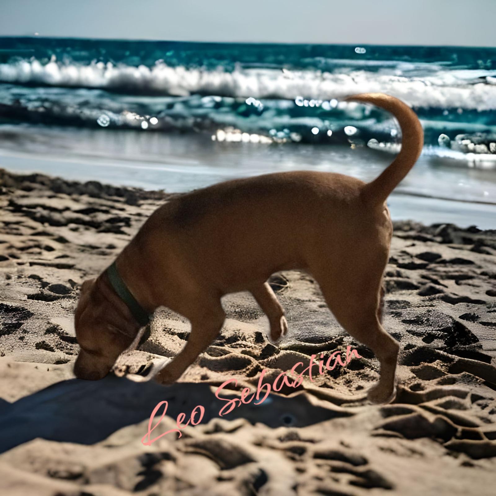 Leo- Sebastian, Adoptable, Adult Male Black Mouth Cur & American Staffordshire Terrier.