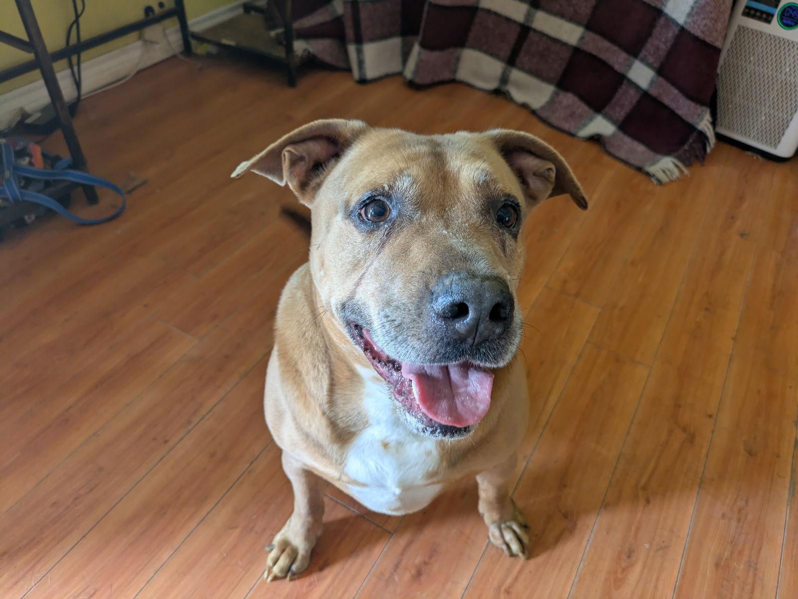Leo- Sebastian, a Adoptable mixed breed in Orange Grove, TX image 3/3