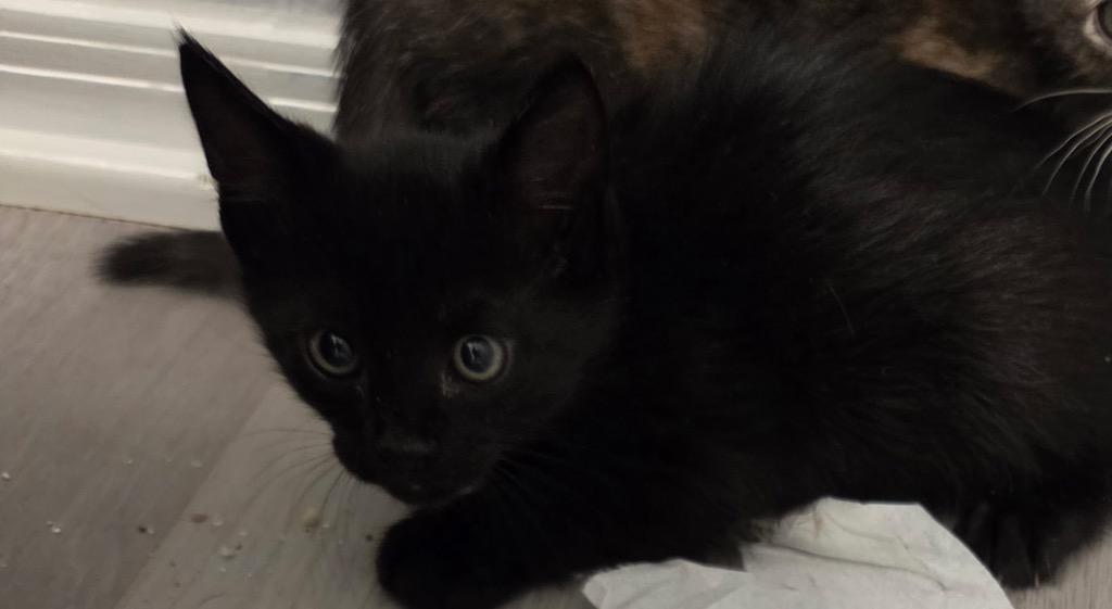 Orion, Adoptable, Kitten Male Domestic Short Hair.