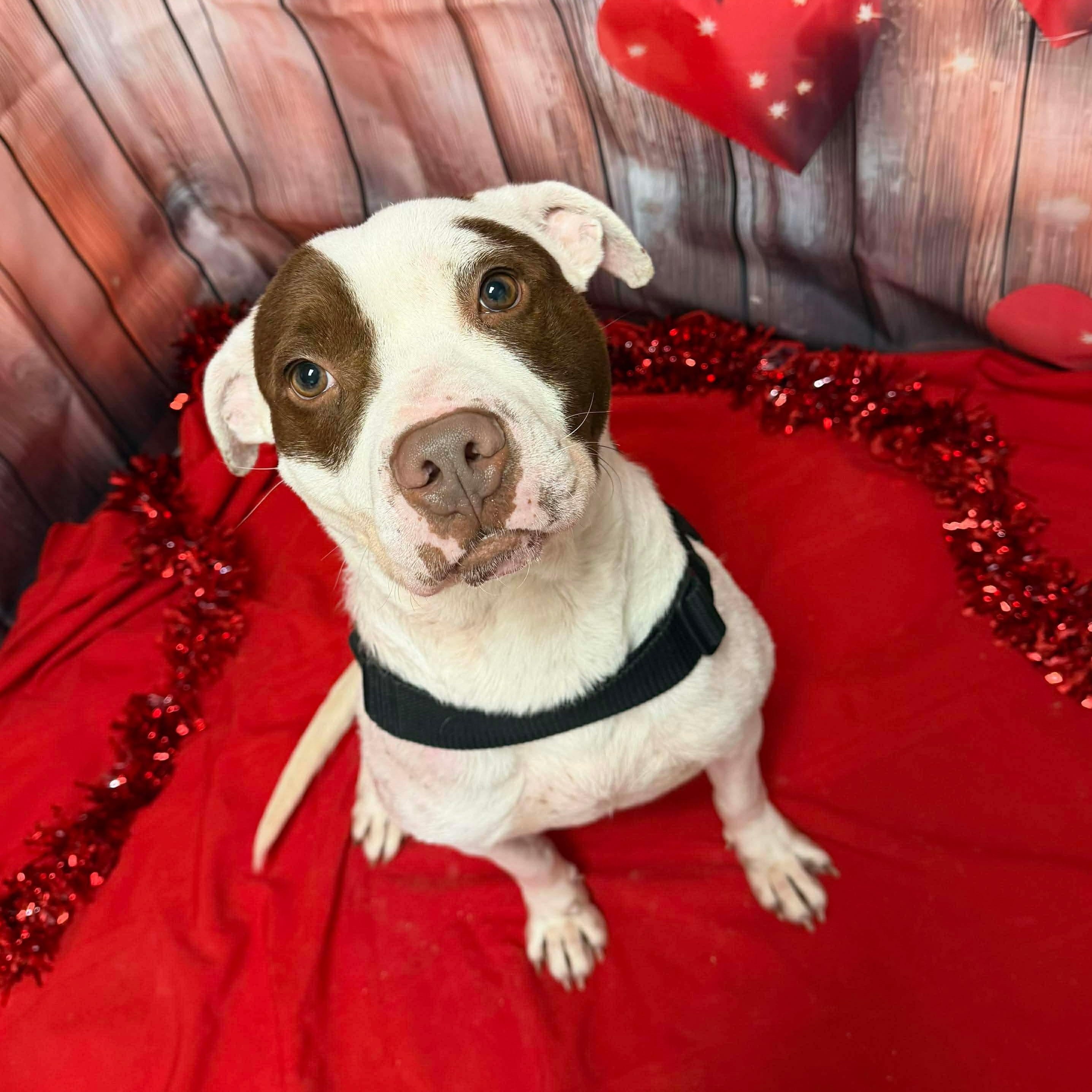 Enlarge Apache GCI Trained Graduate!!, an adopted Mixed Breed in Elyria, OH image 2/6