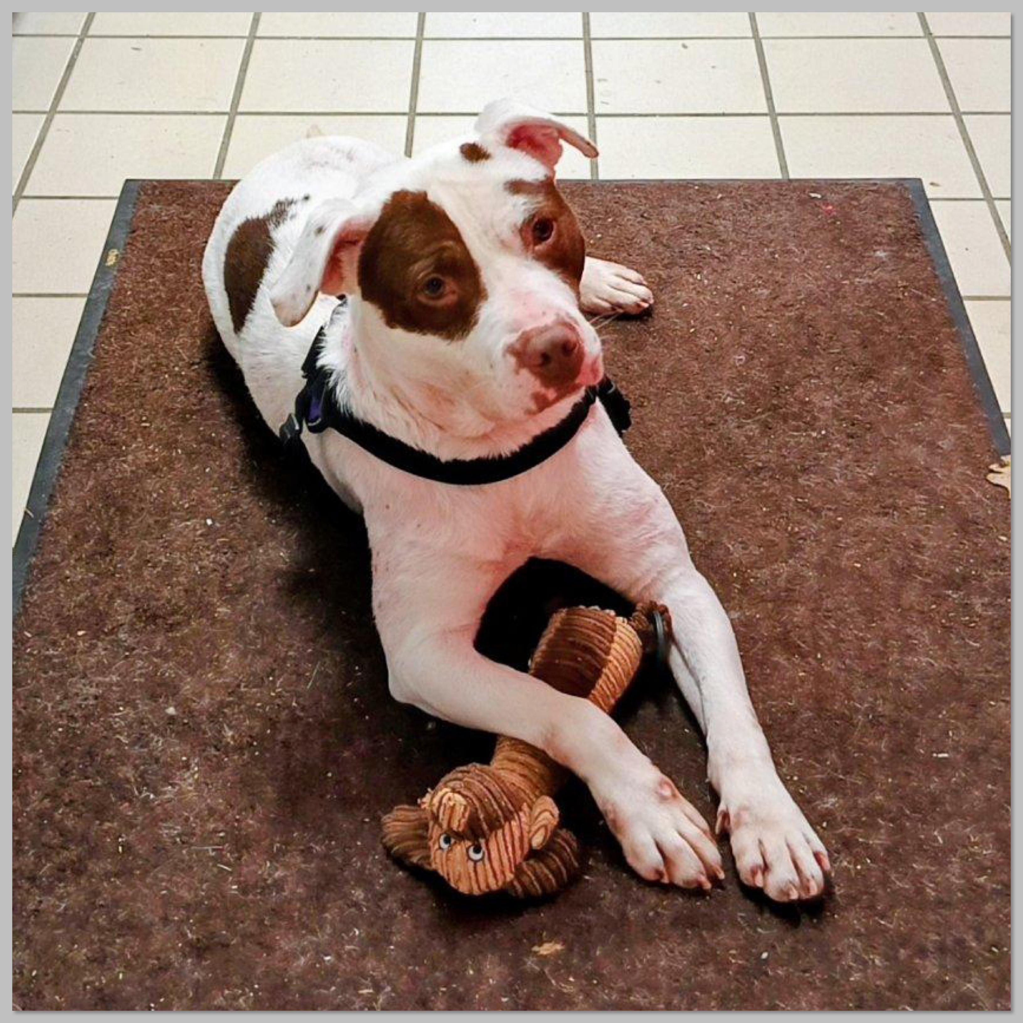 Enlarge Apache Ask to Meet!! GCI Trained Graduate!!, an adoptable Mixed Breed in Elyria, OH image 6/6