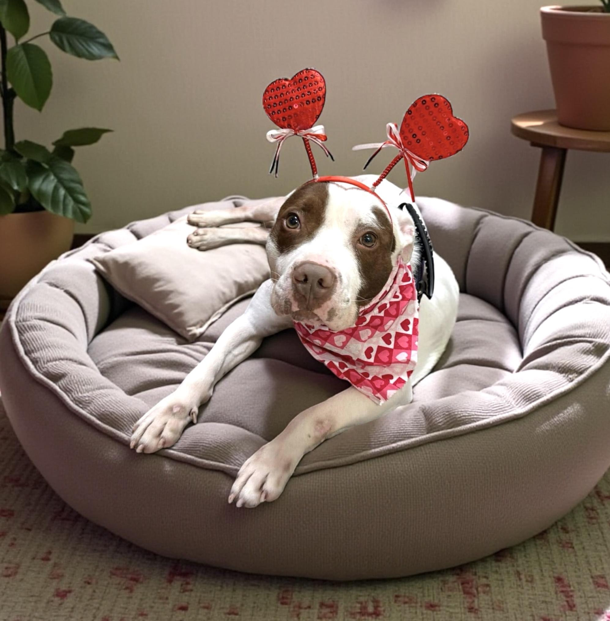 Enlarge Apache GCI Trained Graduate!!, an adopted Mixed Breed in Elyria, OH image 1/6