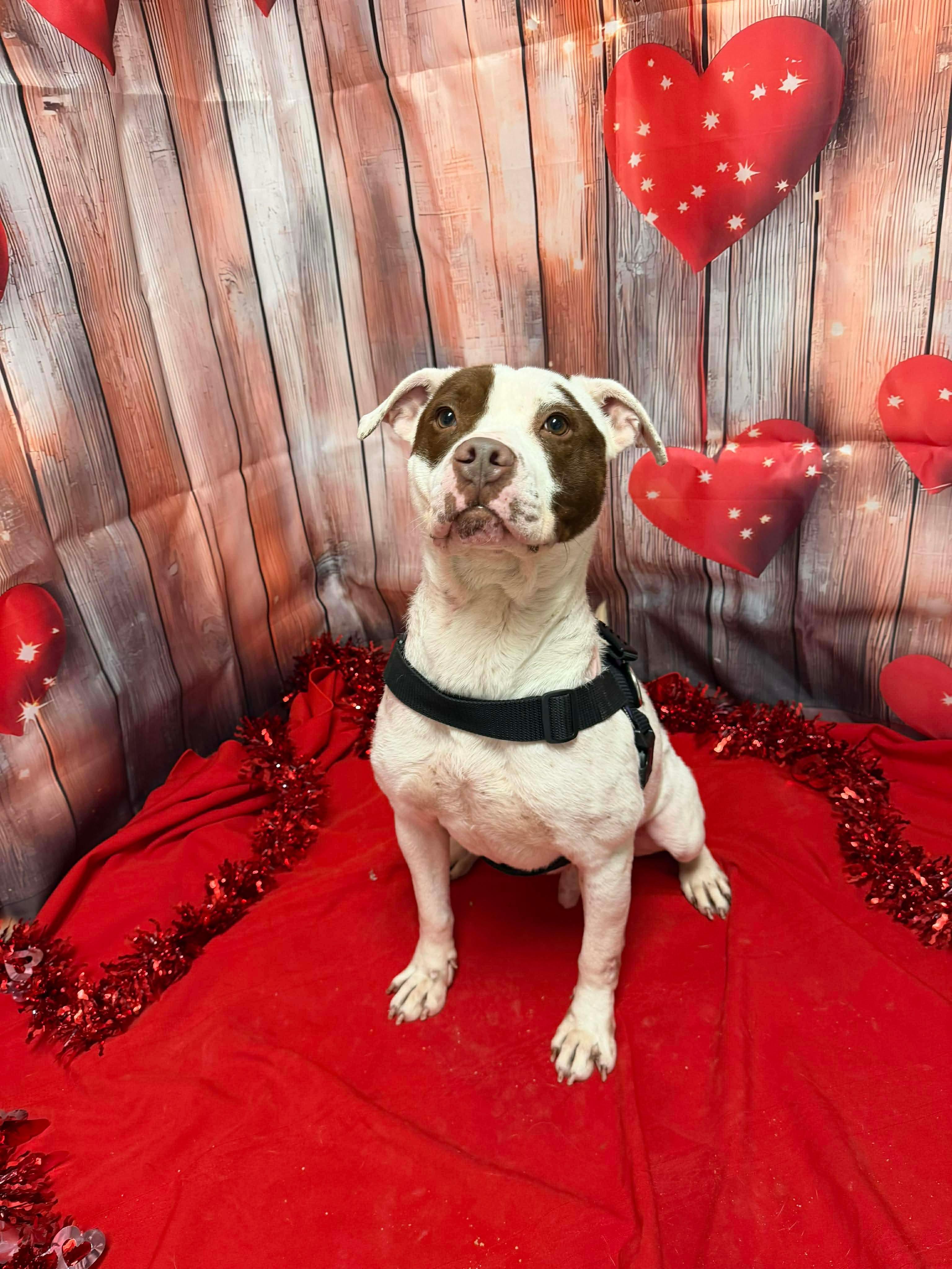 Enlarge Apache GCI Trained Graduate!!, an adopted Mixed Breed in Elyria, OH image 4/6