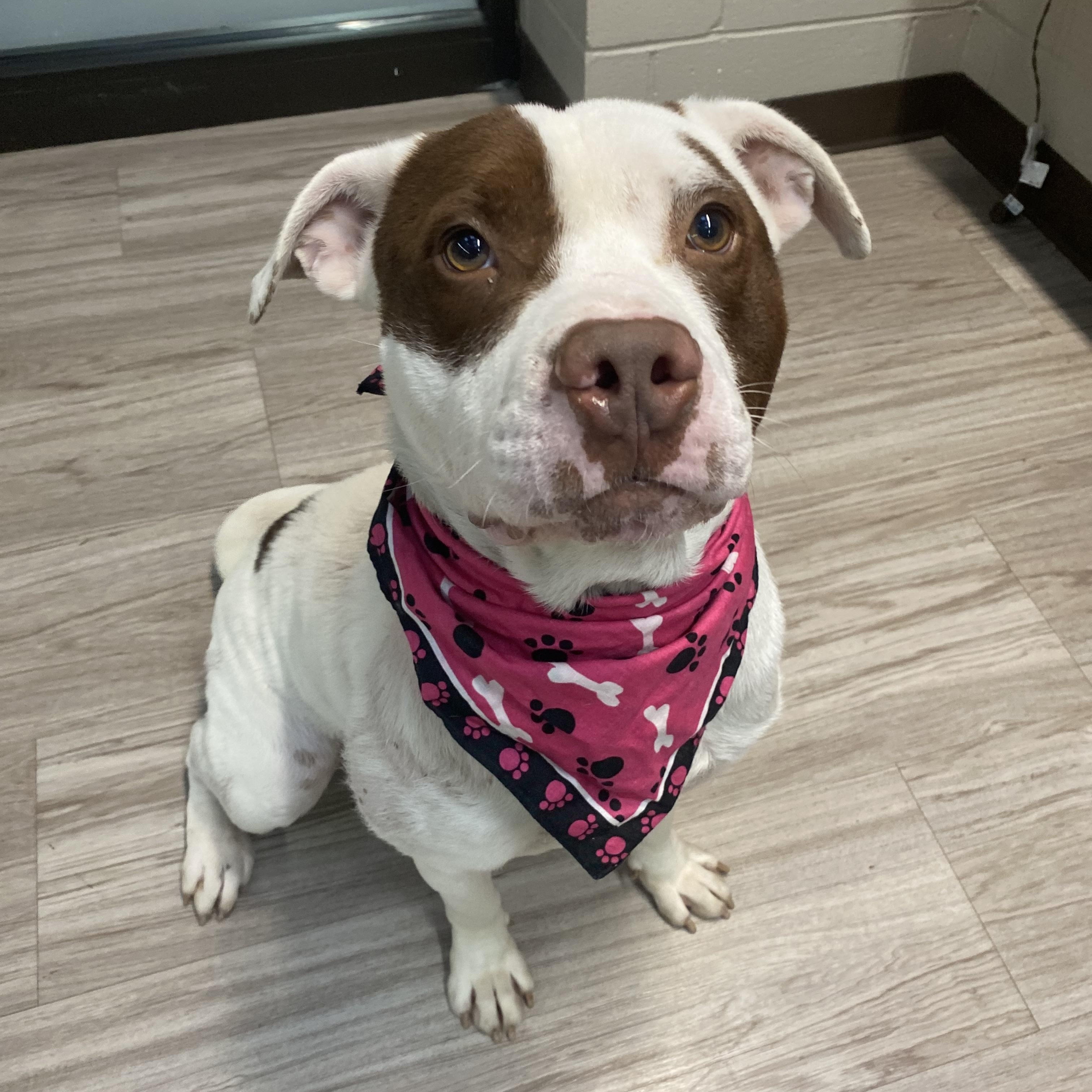 Enlarge Apache GCI Trained Graduate!!, an adoptable Mixed Breed in Elyria, OH image 4/5