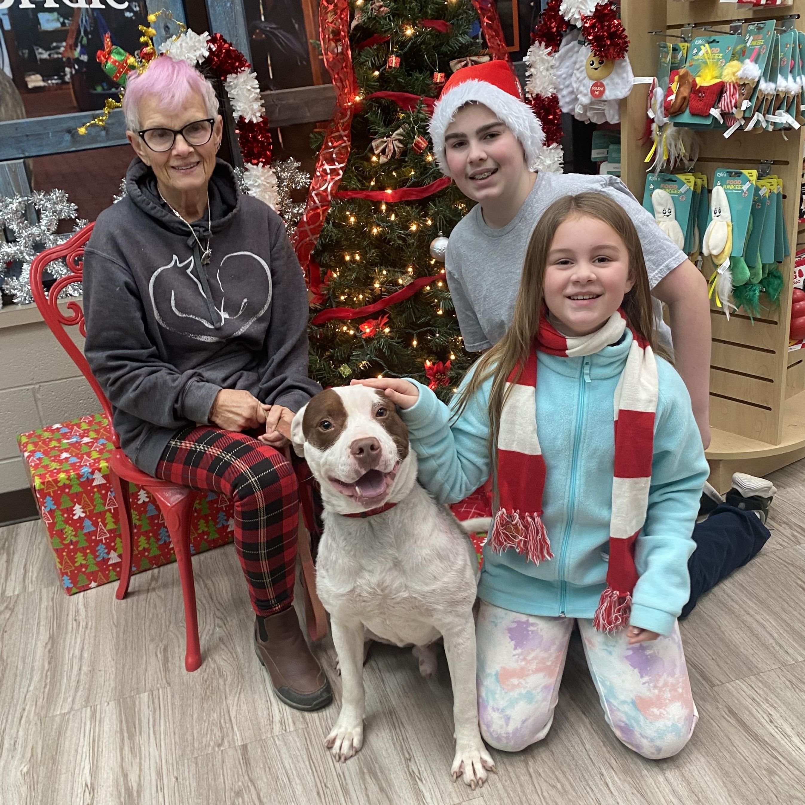 Enlarge Apache GCI Trained Graduate!!, an adoptable Mixed Breed in Elyria, OH image 1/5