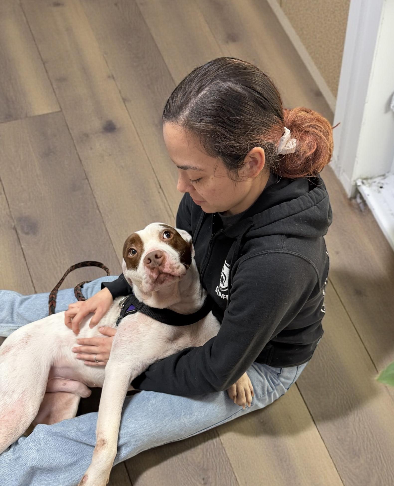 Enlarge Apache Ask to Meet!! GCI Trained Graduate!!, an adoptable Mixed Breed in Elyria, OH image 3/6