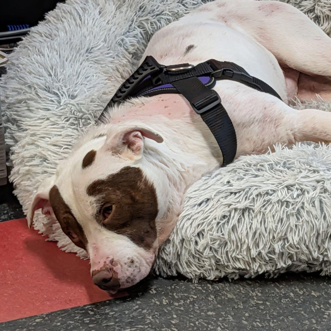 Enlarge Apache Ask to Meet!! GCI Trained Graduate!!, an adoptable Mixed Breed in Elyria, OH image 2/6