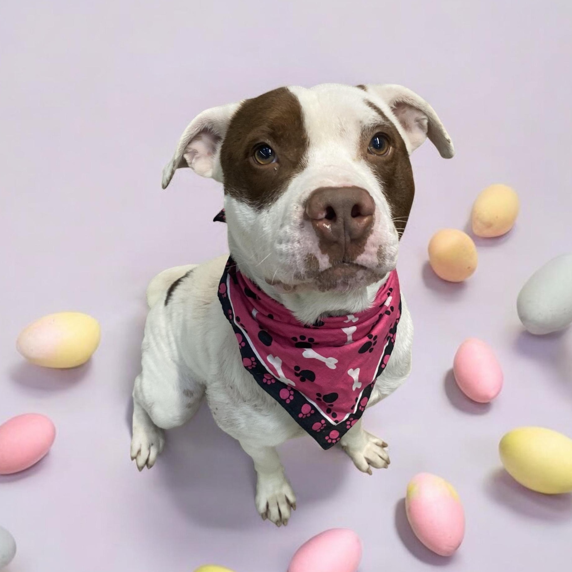 Enlarge Apache GCI Trained Graduate!!, an adoptable Mixed Breed in Elyria, OH image 2/5