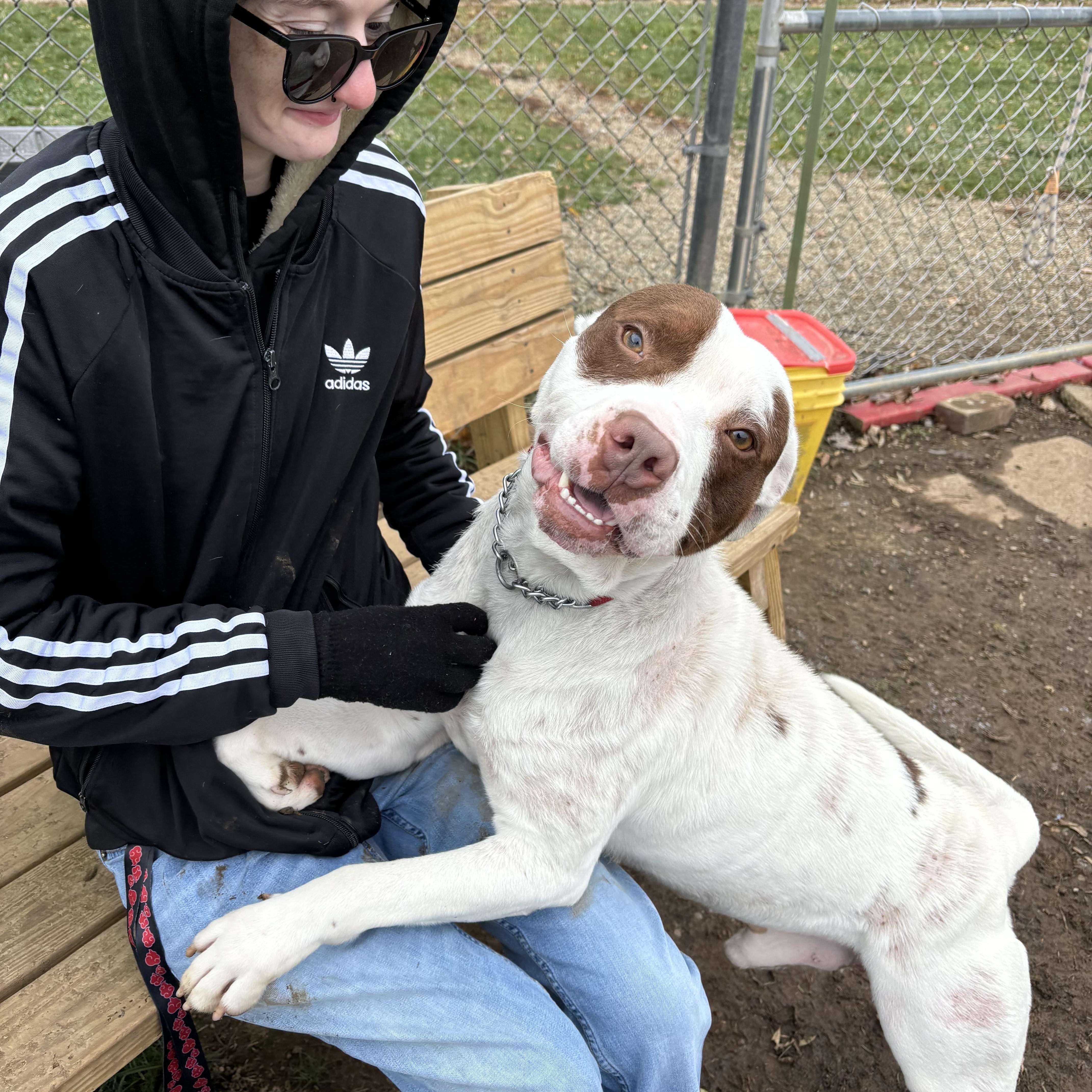 Enlarge Apache GCI Trained Graduate!!, an adoptable Mixed Breed in Elyria, OH image 5/5