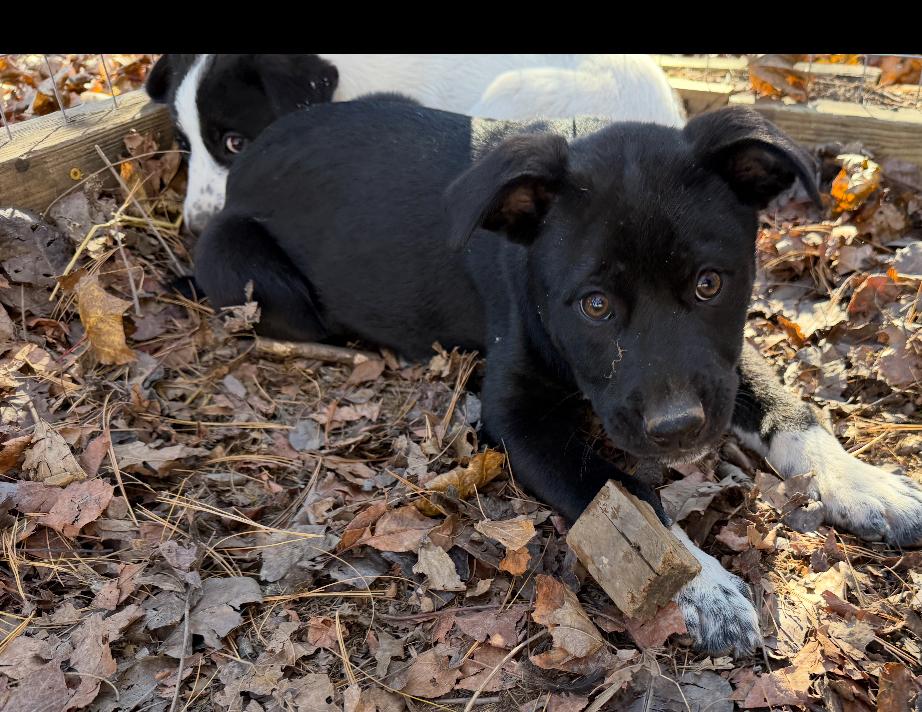 Enlarge Gravy, a Adoptable mixed breed in Columbia, MD image 3/5