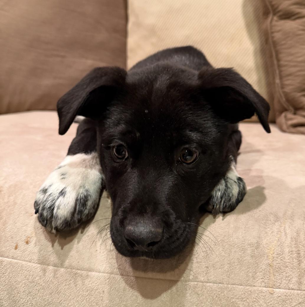 Enlarge Gravy, a Adoptable mixed breed in Columbia, MD image 4/5