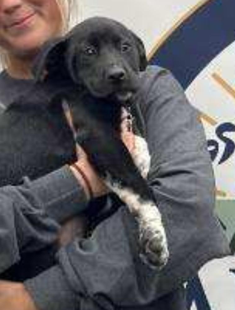 Enlarge Gravy, a Adoptable mixed breed in Columbia, MD image 2/5