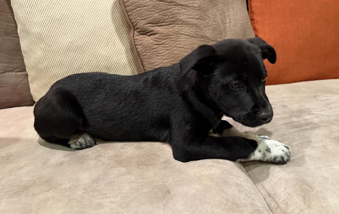 Enlarge Gravy, a Adoptable mixed breed in Columbia, MD image 5/5