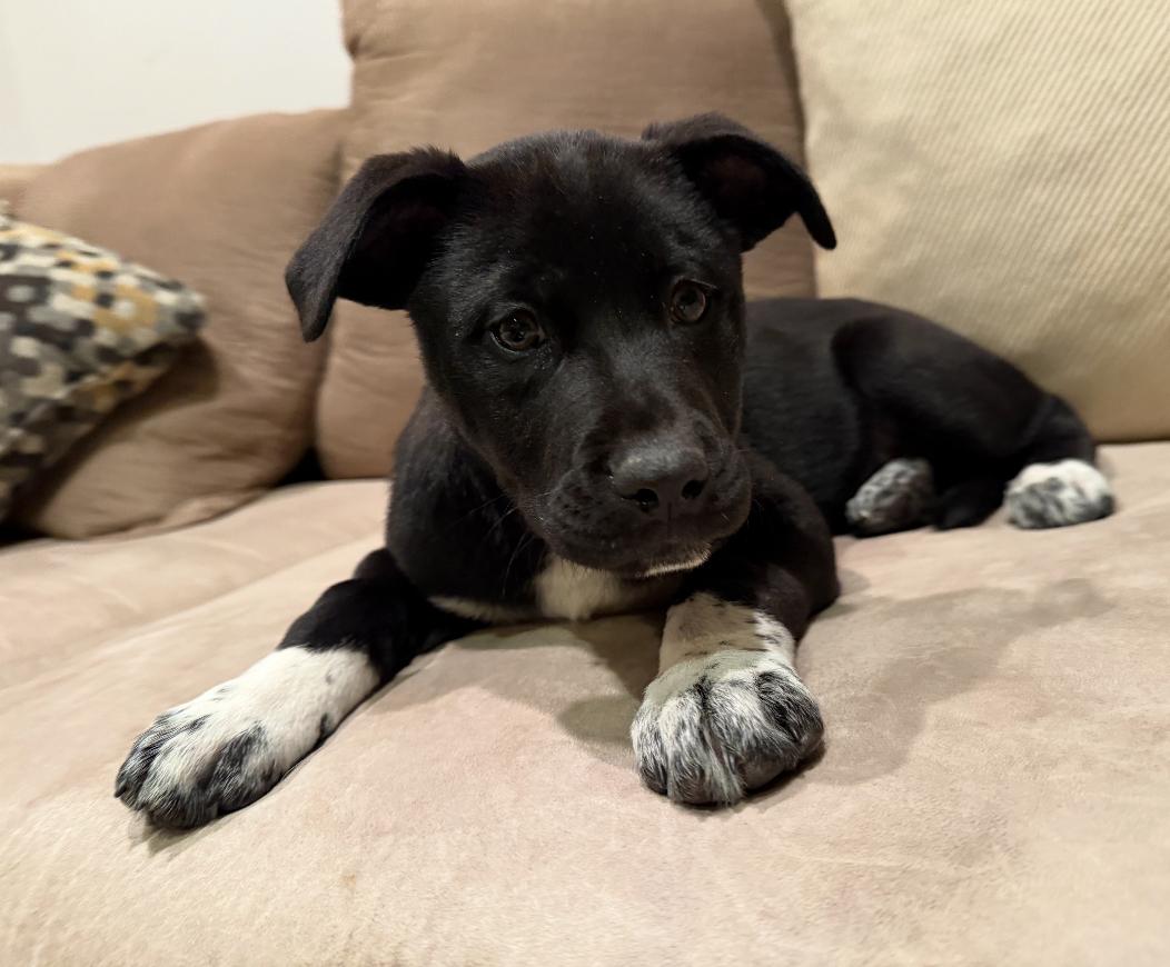 Enlarge Gravy, a Adoptable mixed breed in Columbia, MD image 1/5