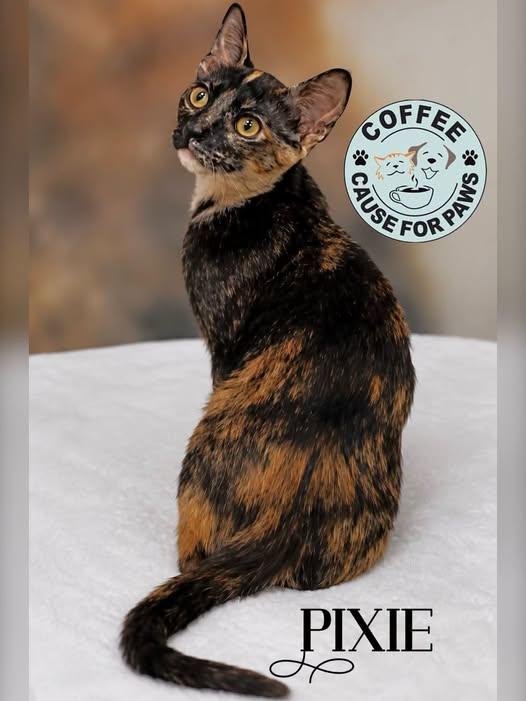 Pixie, ADOPTABLE, Young Female Tortoiseshell.