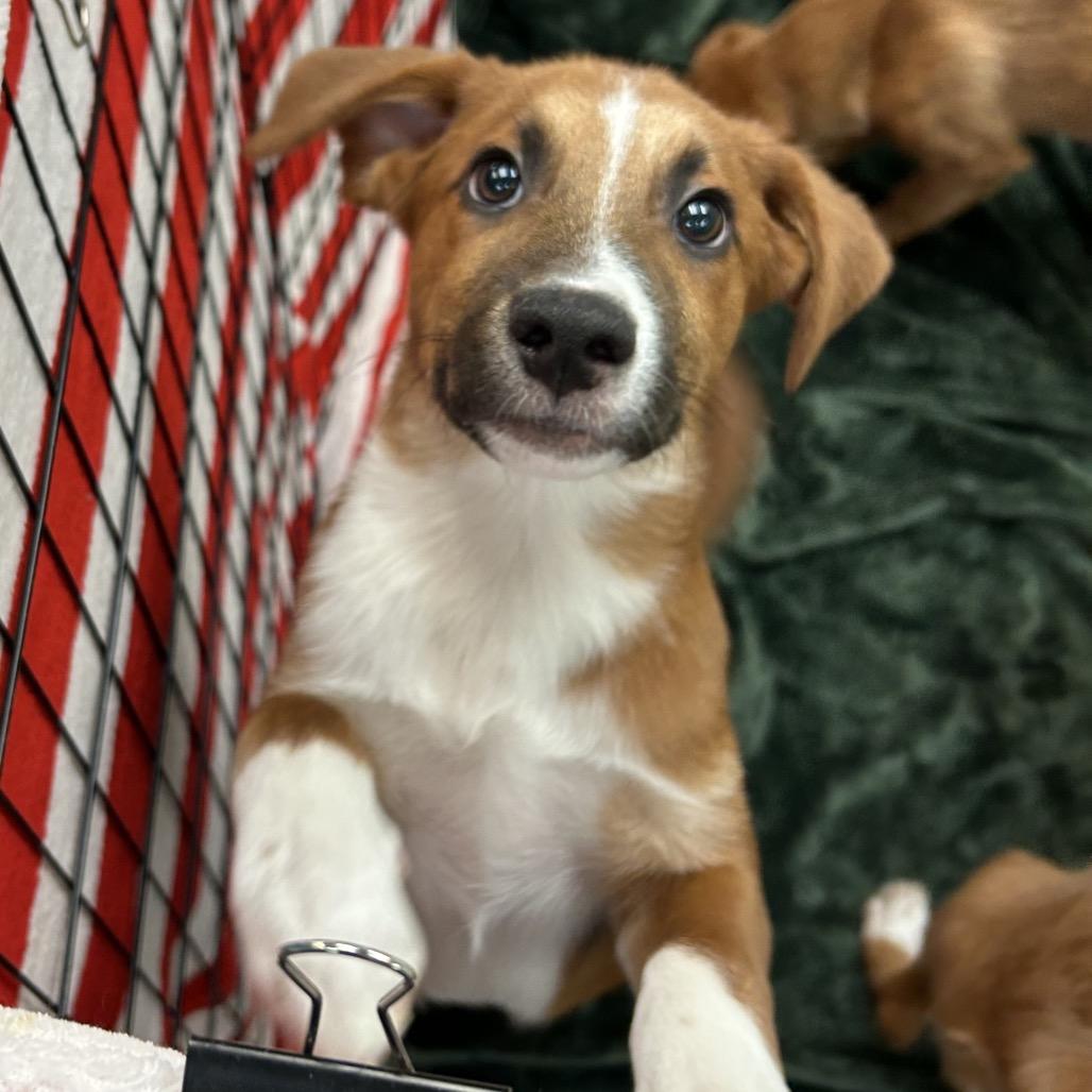 Enlarge Pascal, a Adoptable mixed breed in Flagstaff, AZ image 1/1