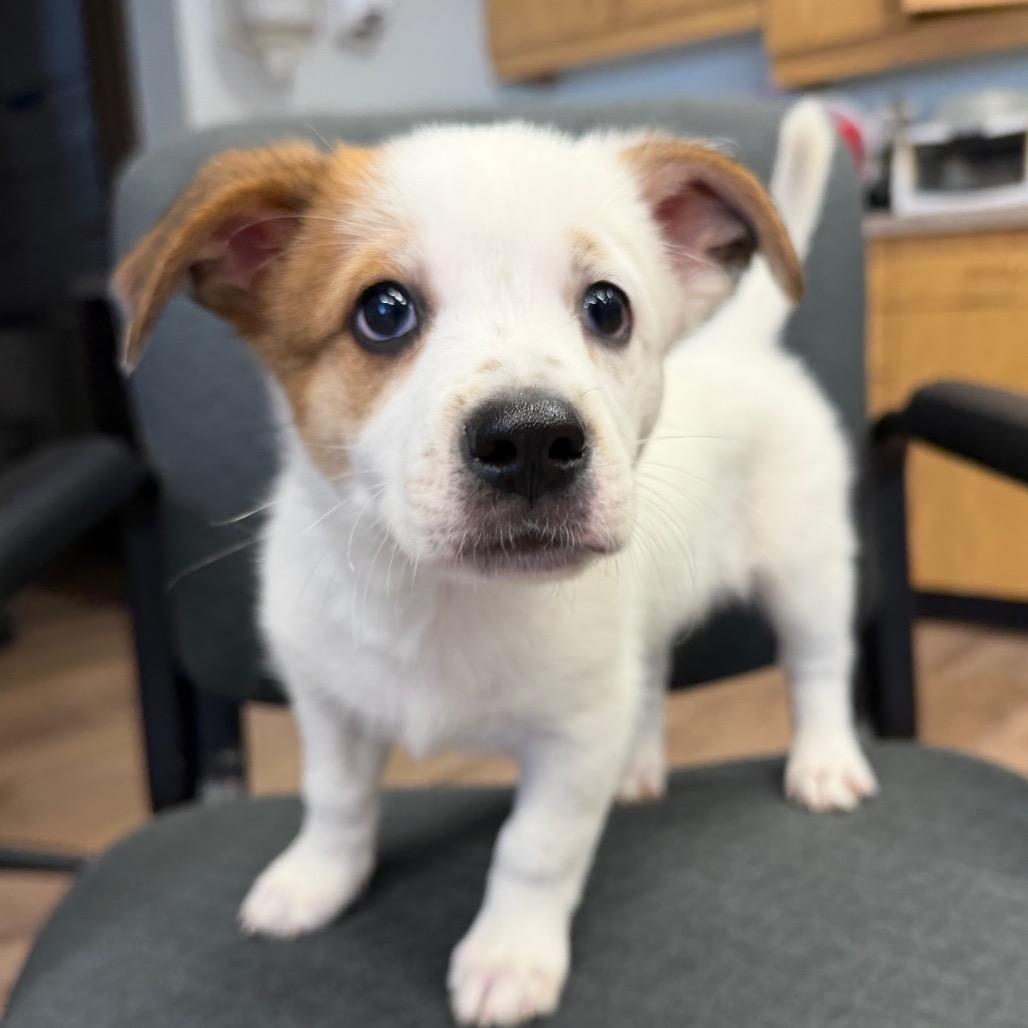 Danny, Adoptable, Puppy Male Cattle Dog & Chihuahua.