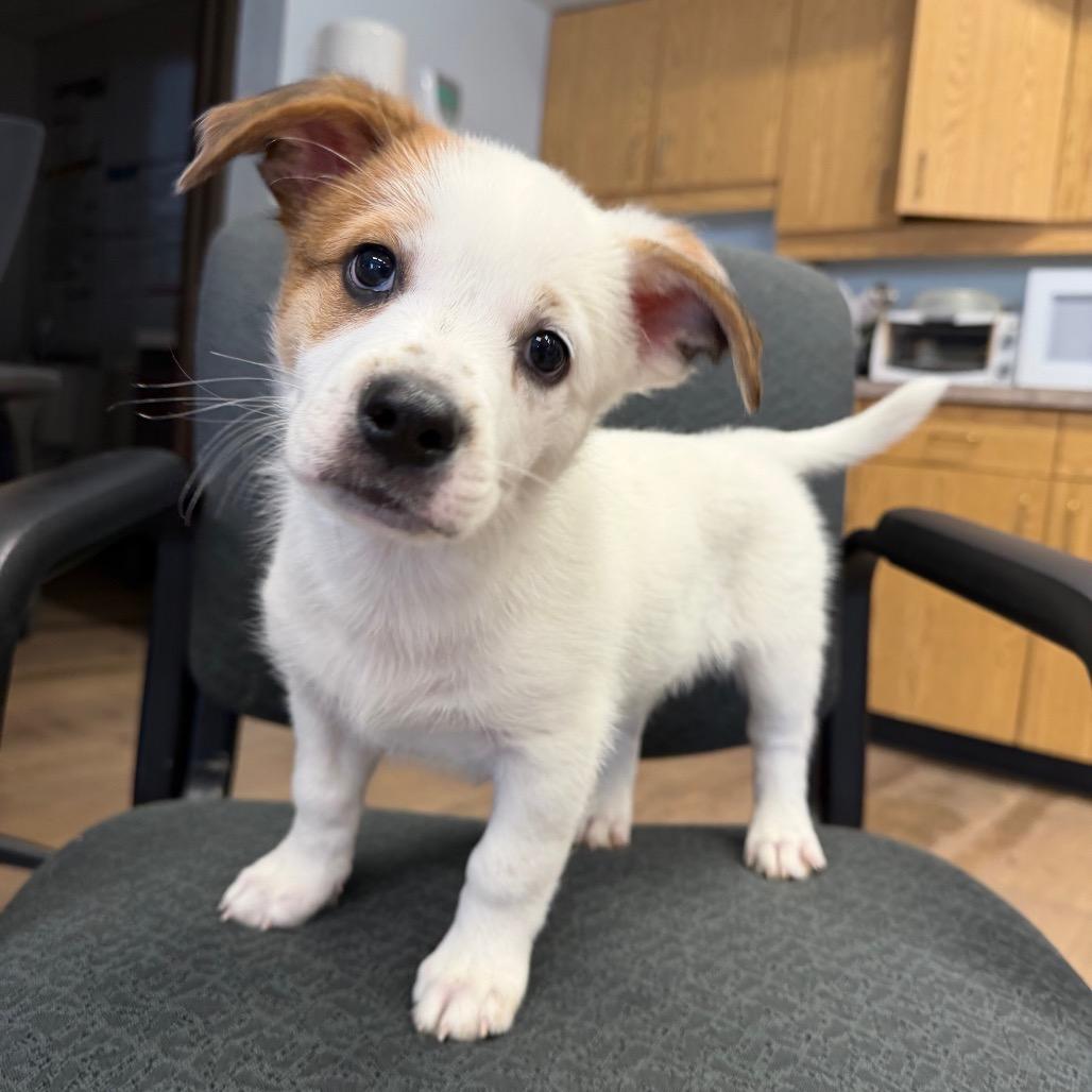 Enlarge Danny, a Adoptable mixed breed in Durango, CO image 2/5
